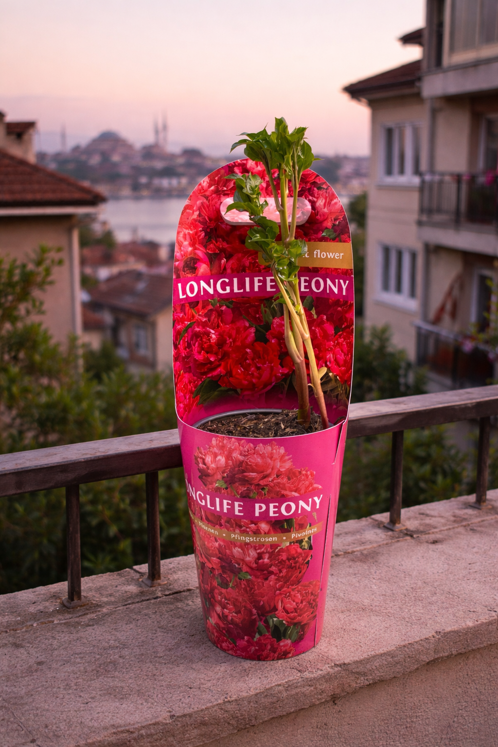 Saksıda Şakayık (Peony Kırmızı)