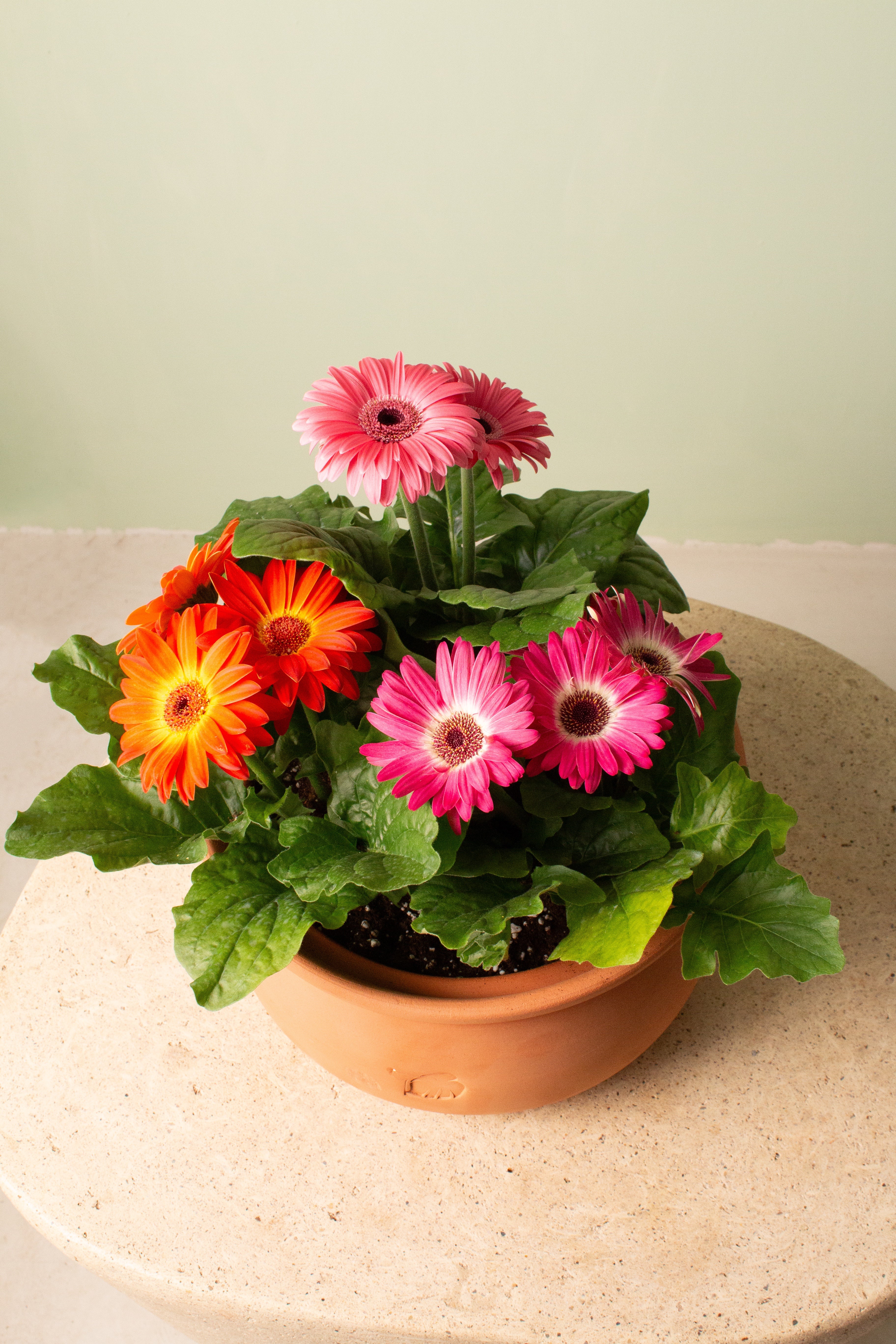 Cup of Gerbera