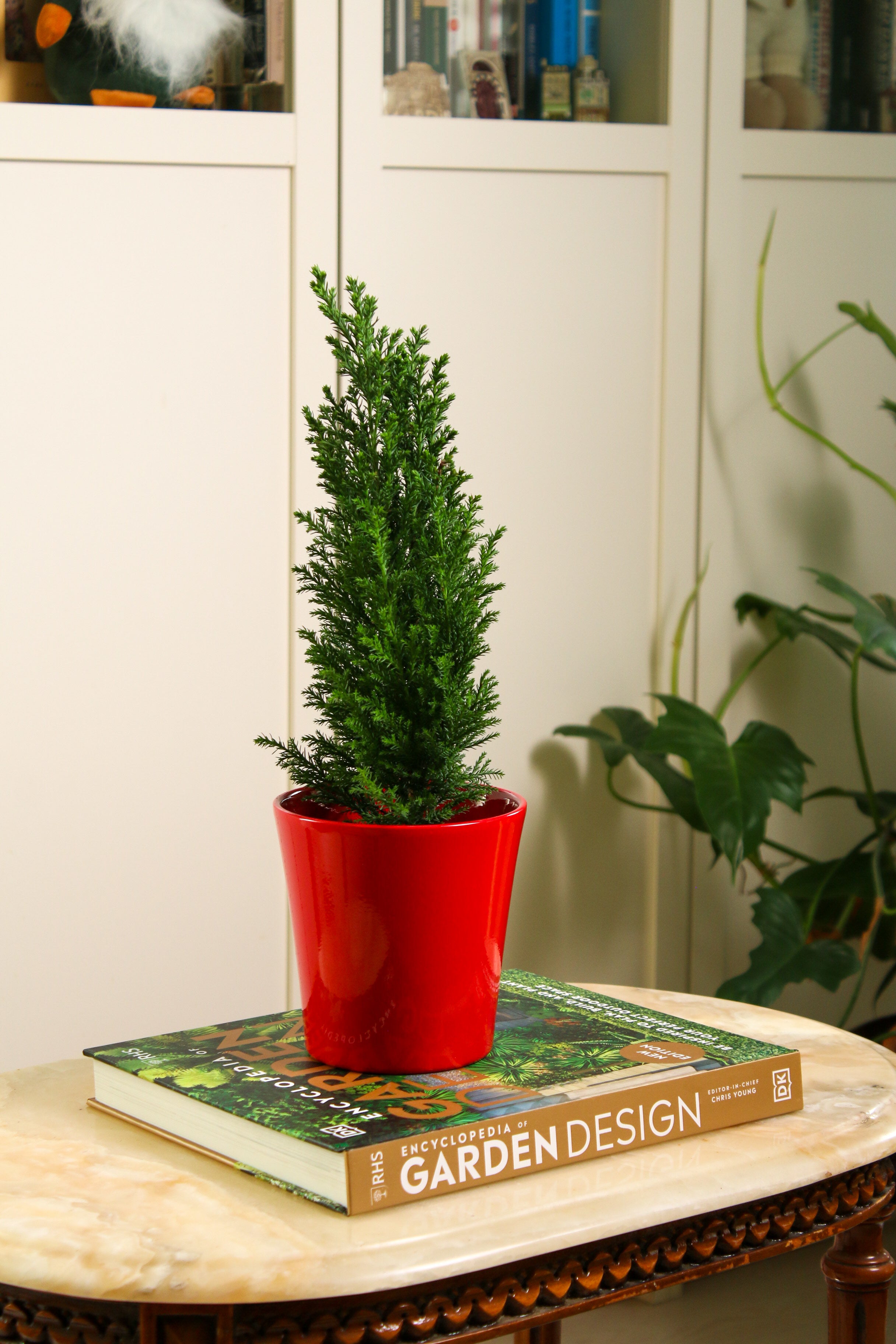 Yılbaşı Çamı (Elwoodii)