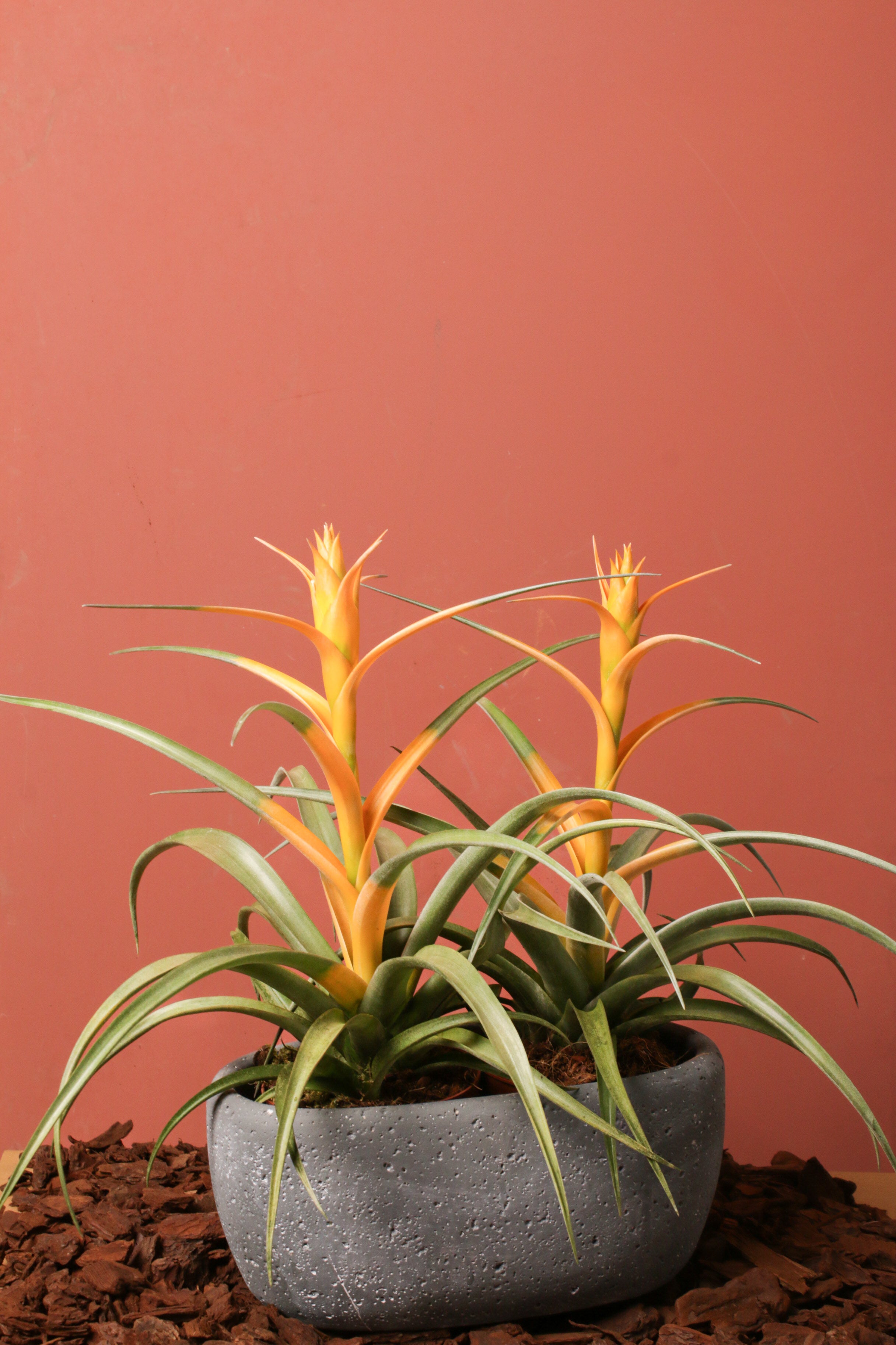 Cup of Capitata