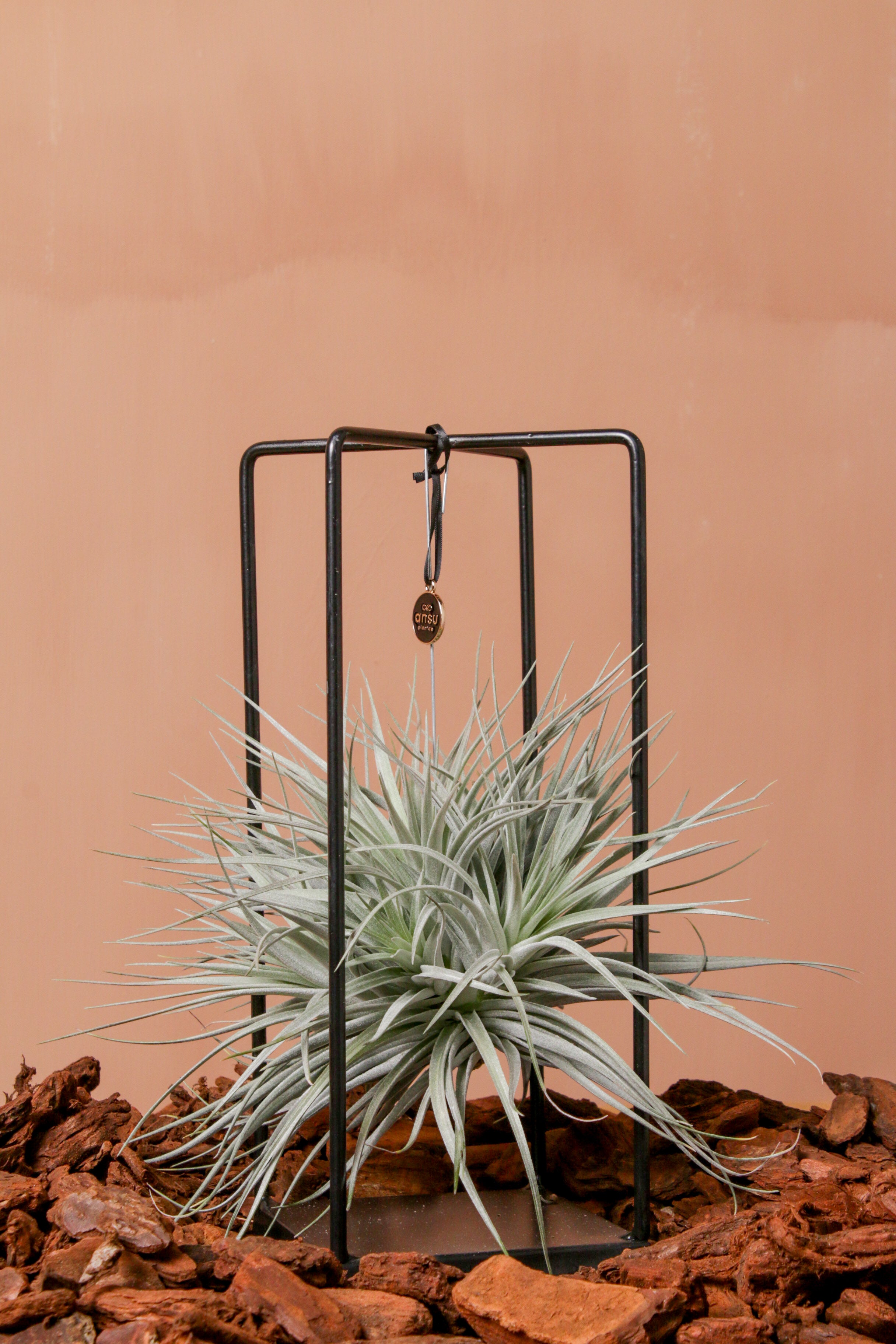 Quadro Blue