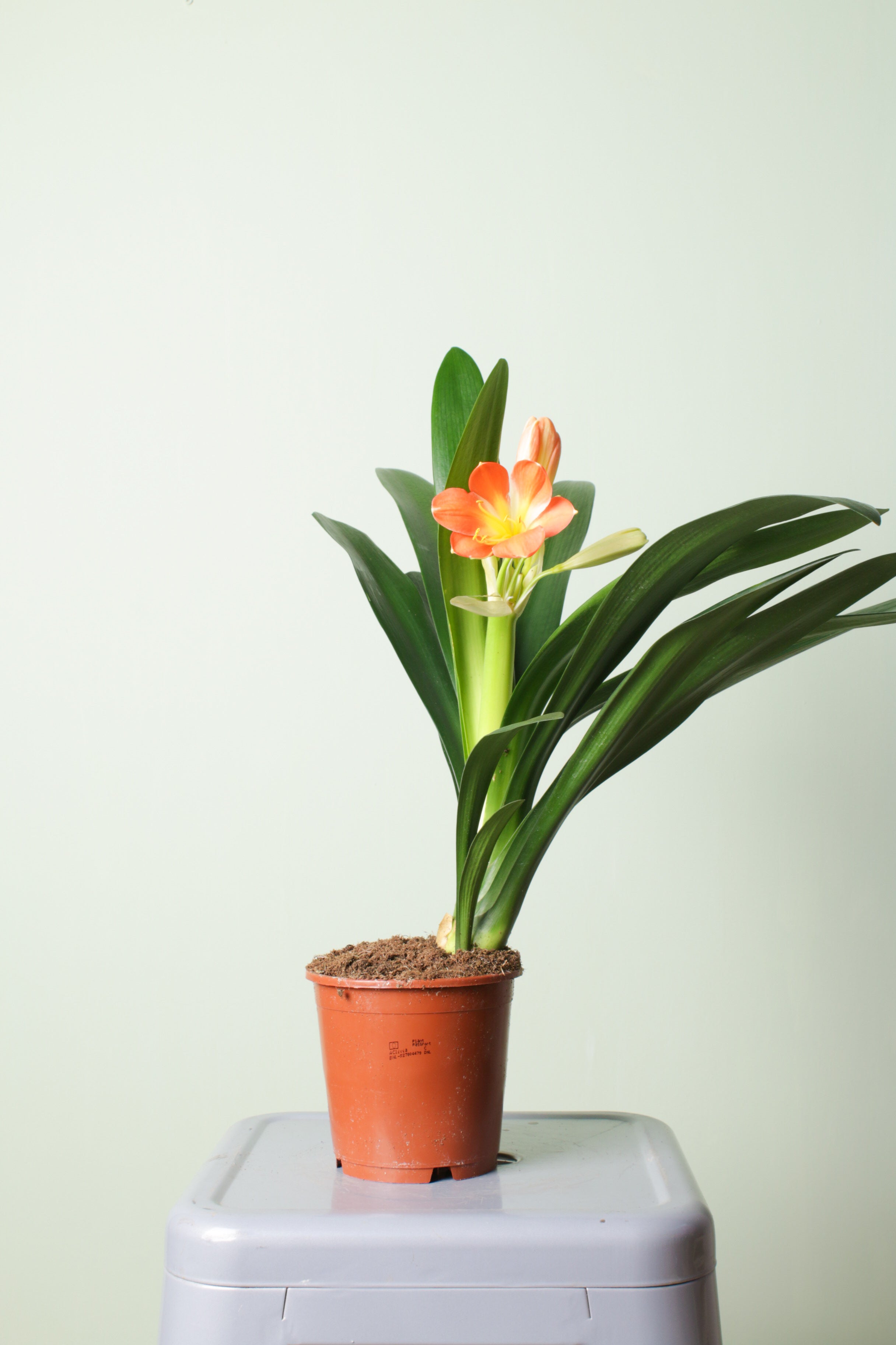 Clivia