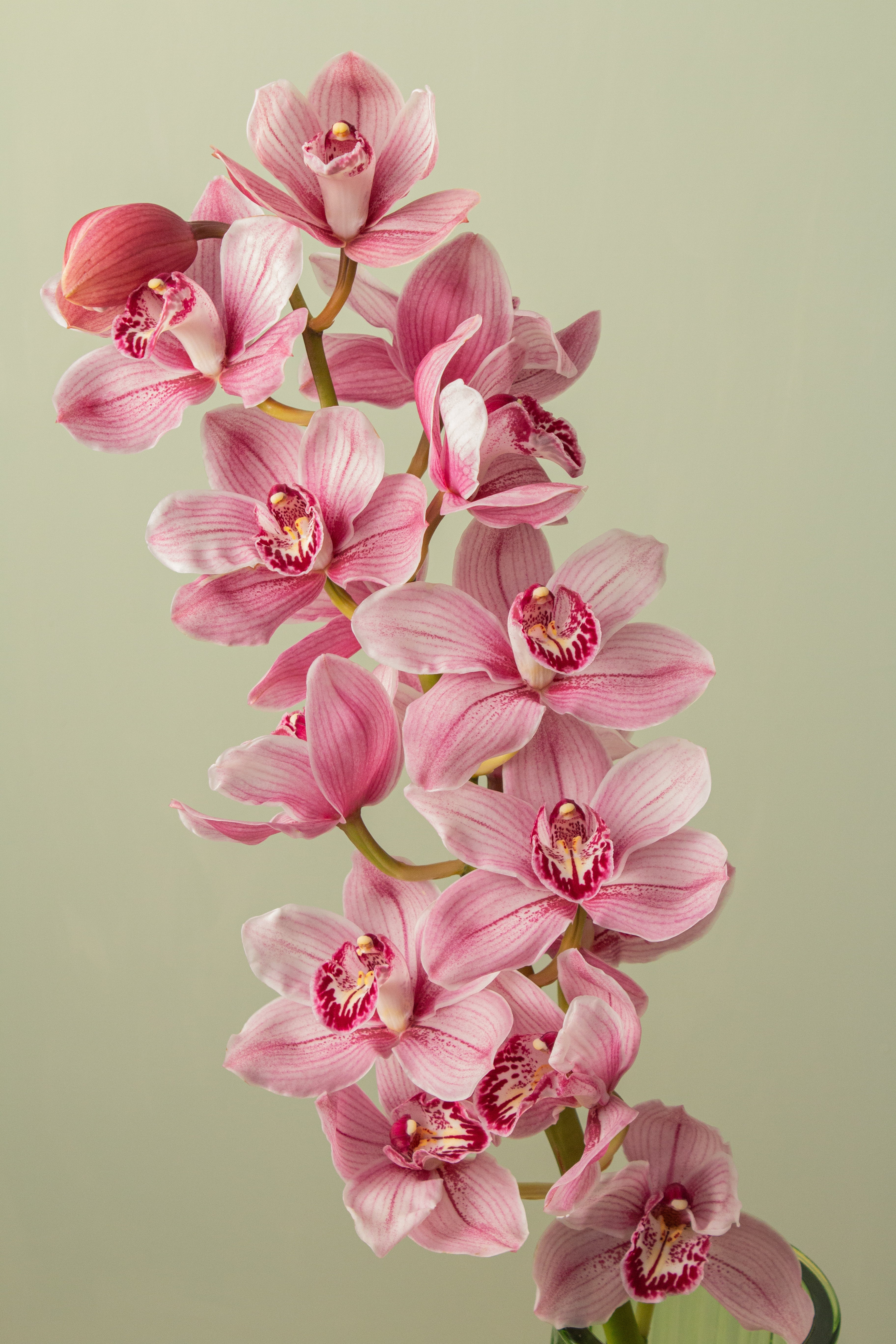 Calla