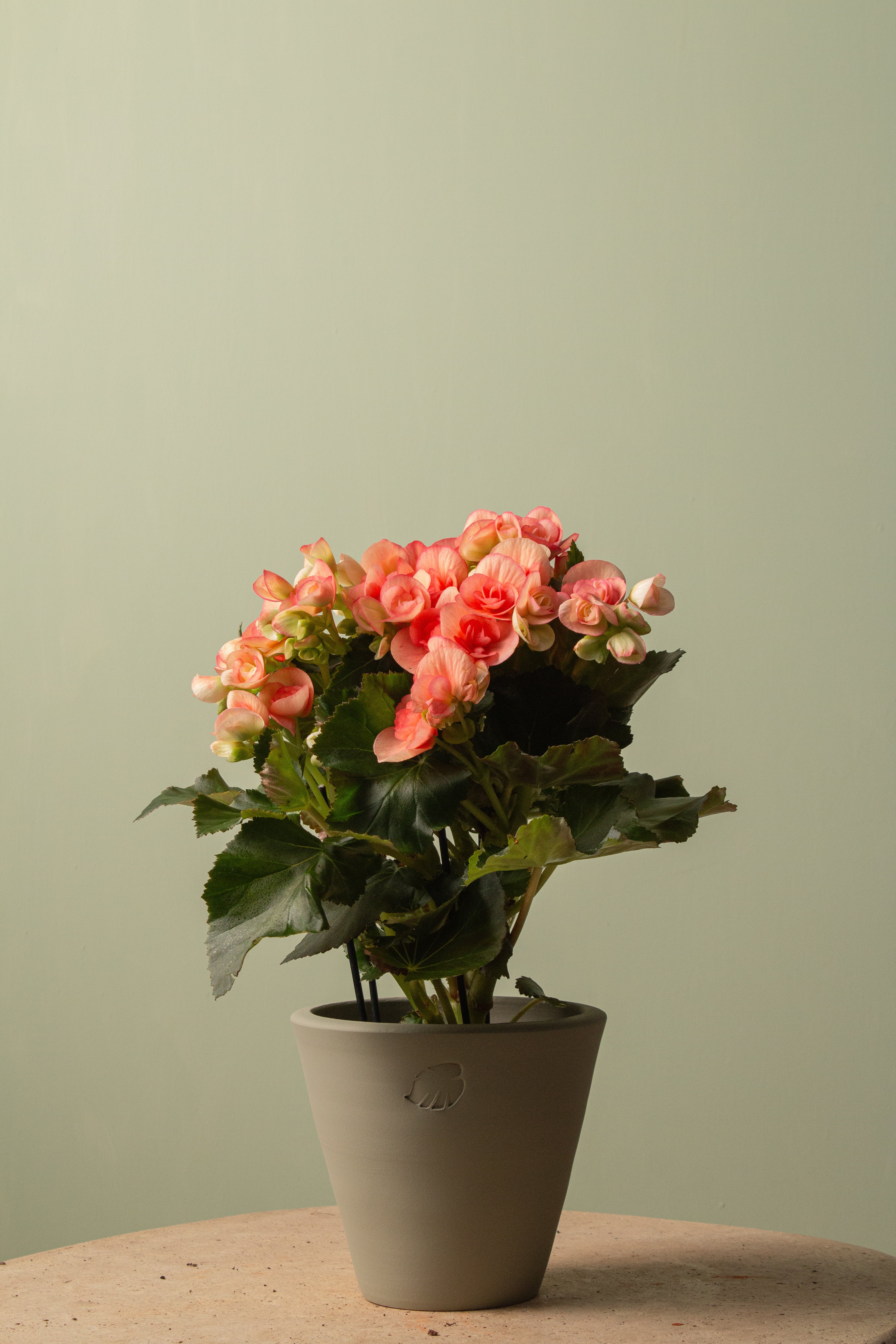Peachy Mint Çömlek Saksılı