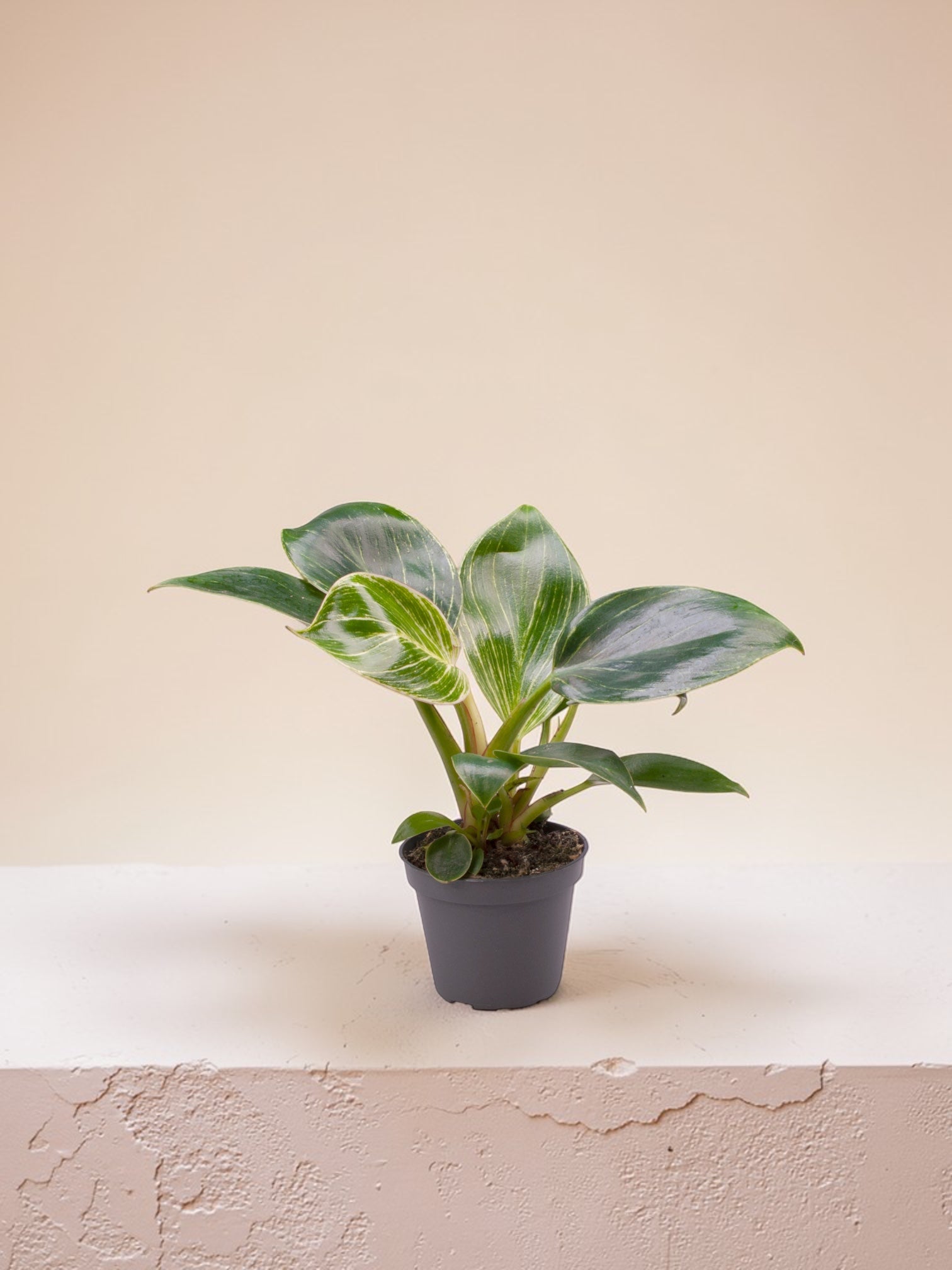Philodendron Ailesi | Egzotik & Sarkıt Bitkiler | Jungleous