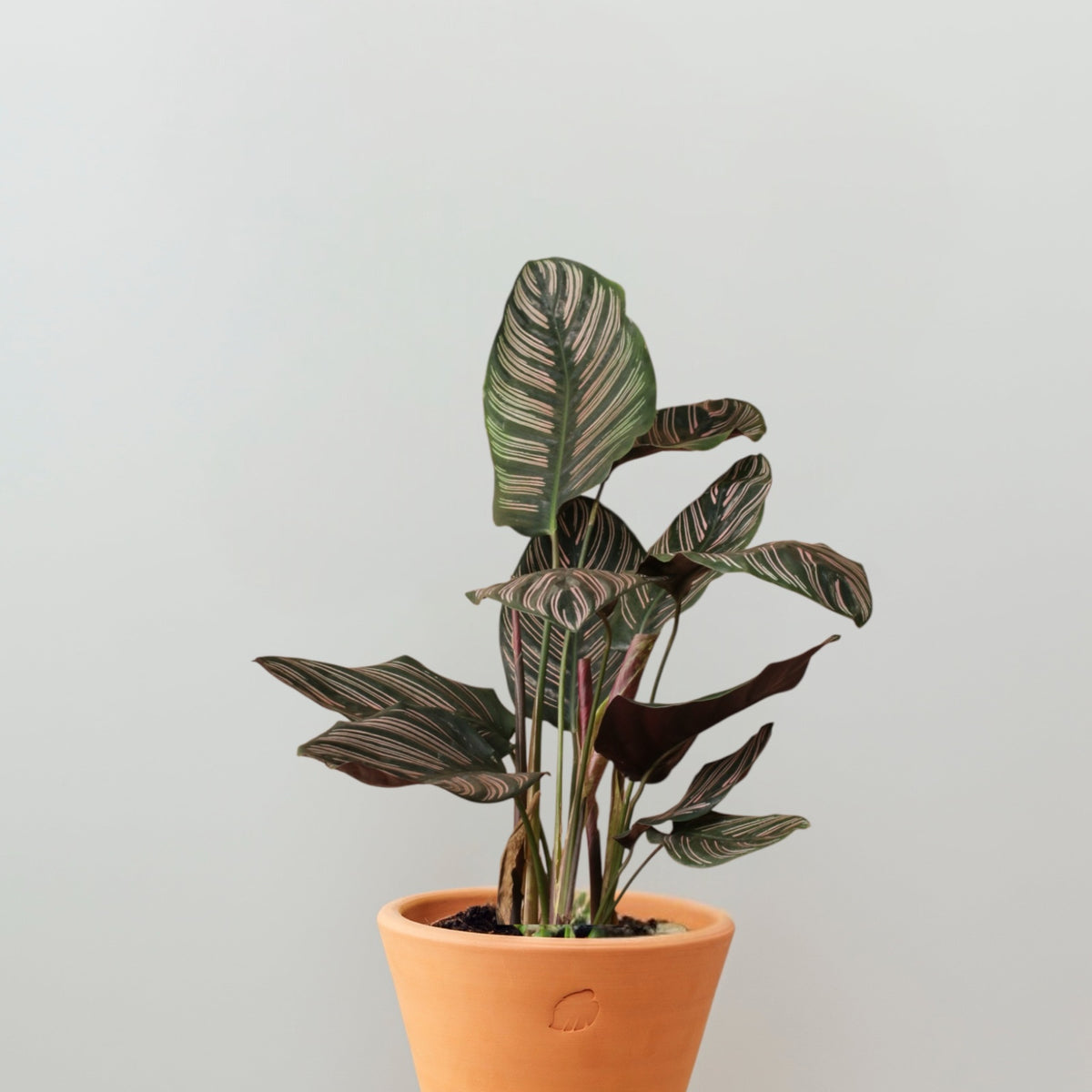 Calathea Ornata: Şık ve Canlı İç Mekan Bitkisi