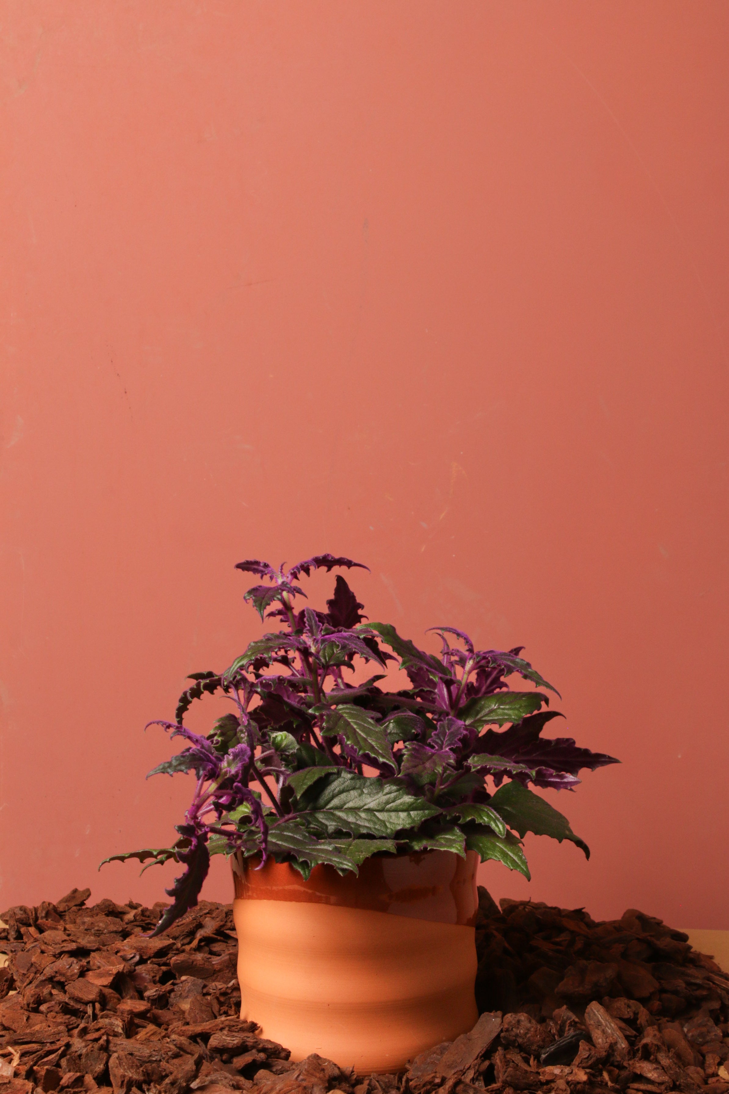 Gynura Odin Saksılı