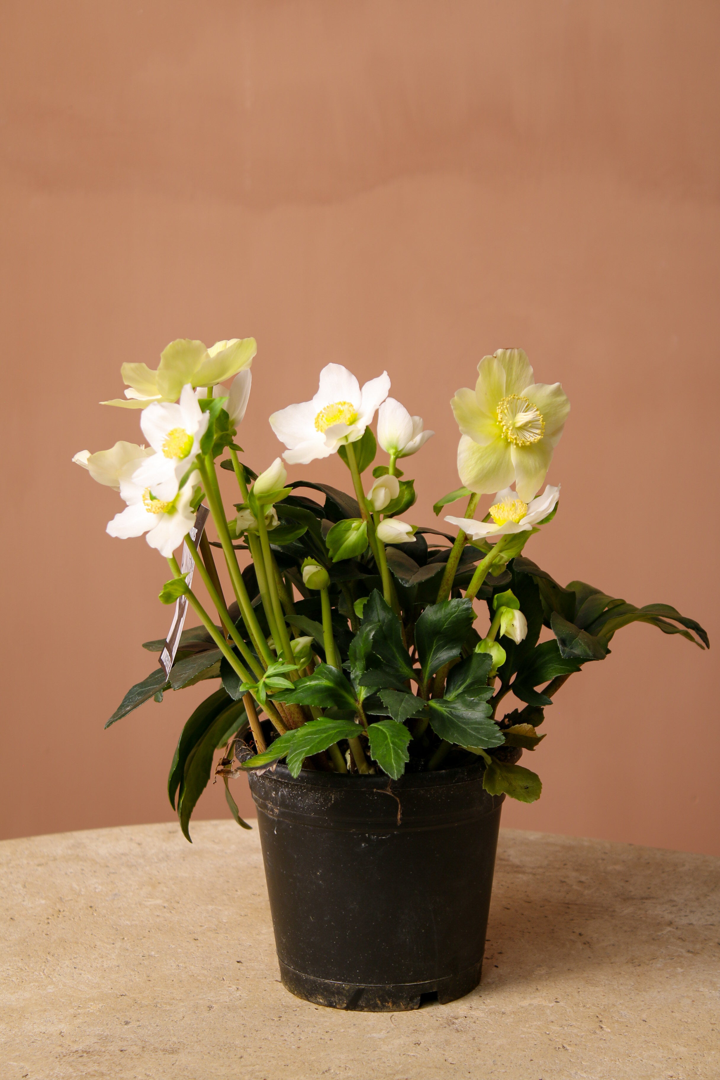 Noel Gülü (Helleborus)