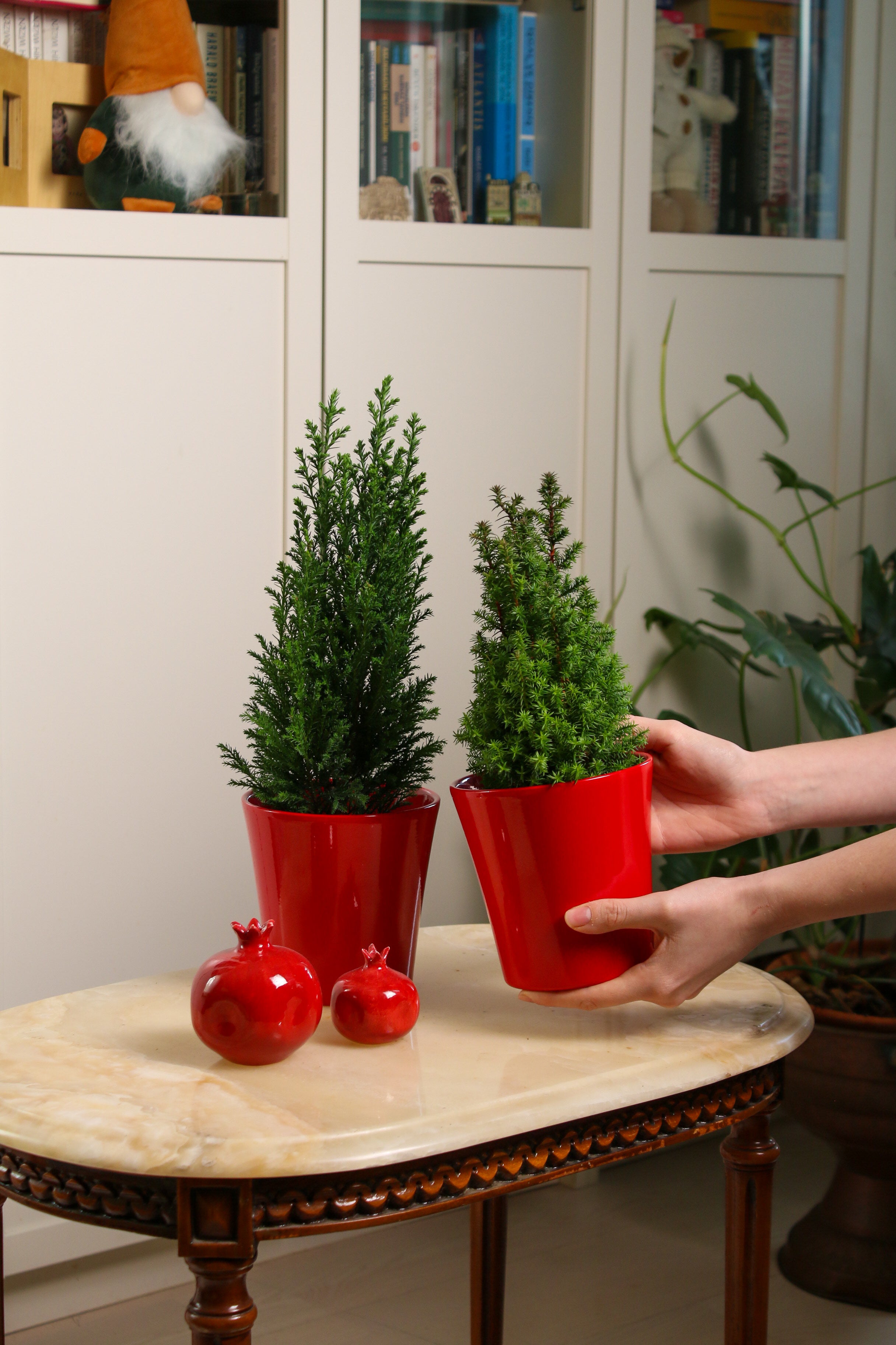 Yılbaşı Çamı (Alpica)