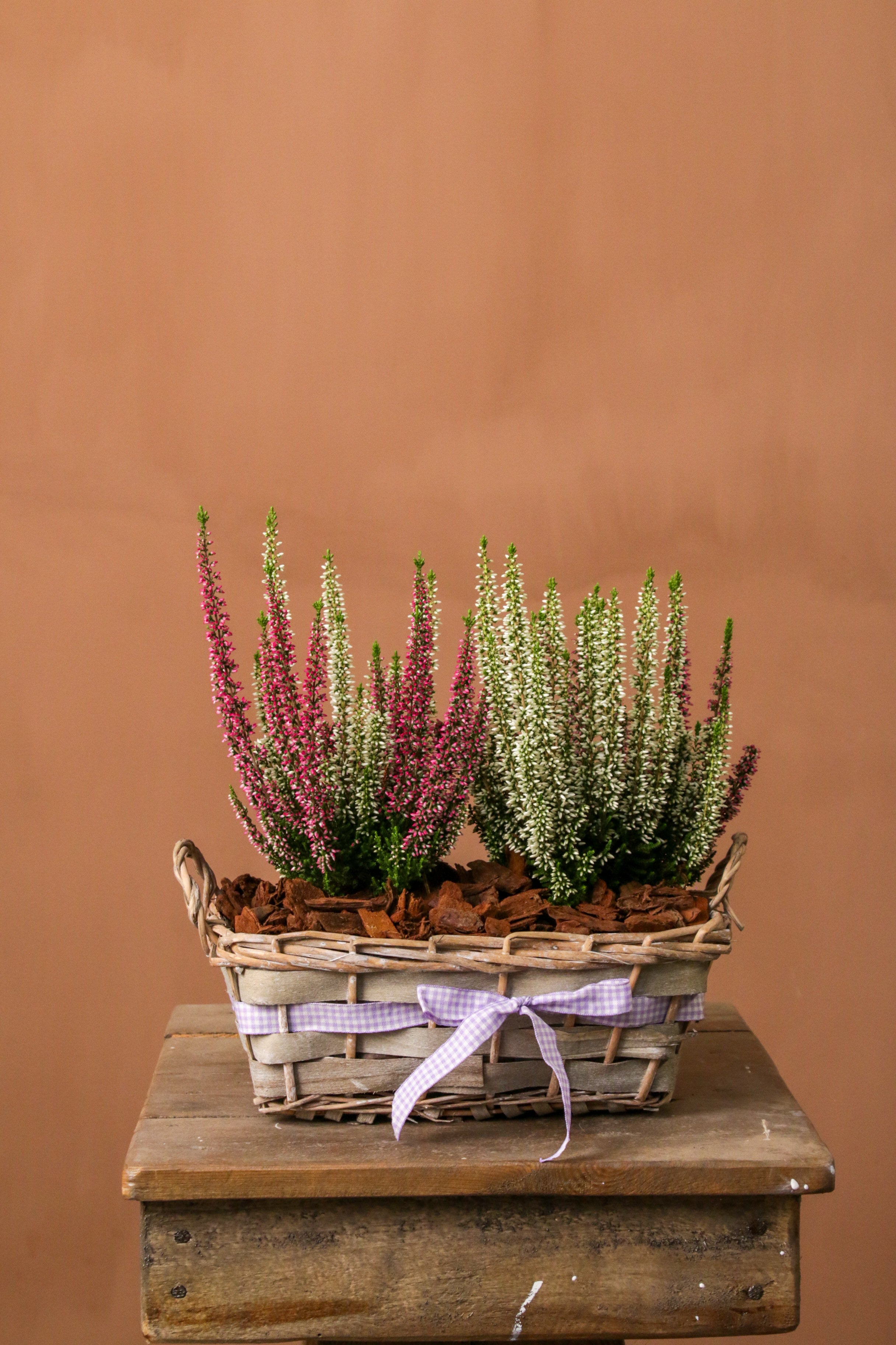 Calluna Sepetli