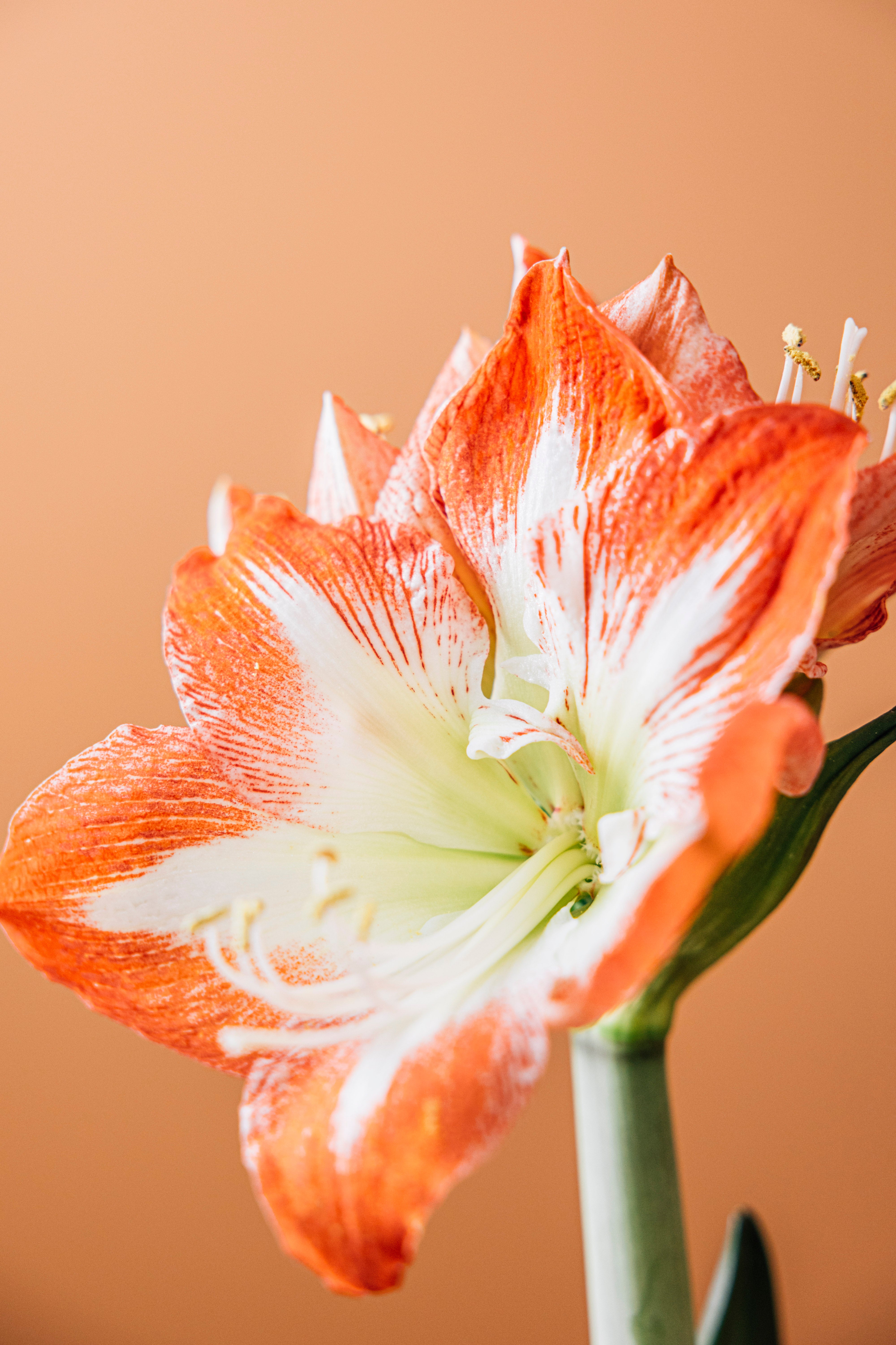 Amaryllis