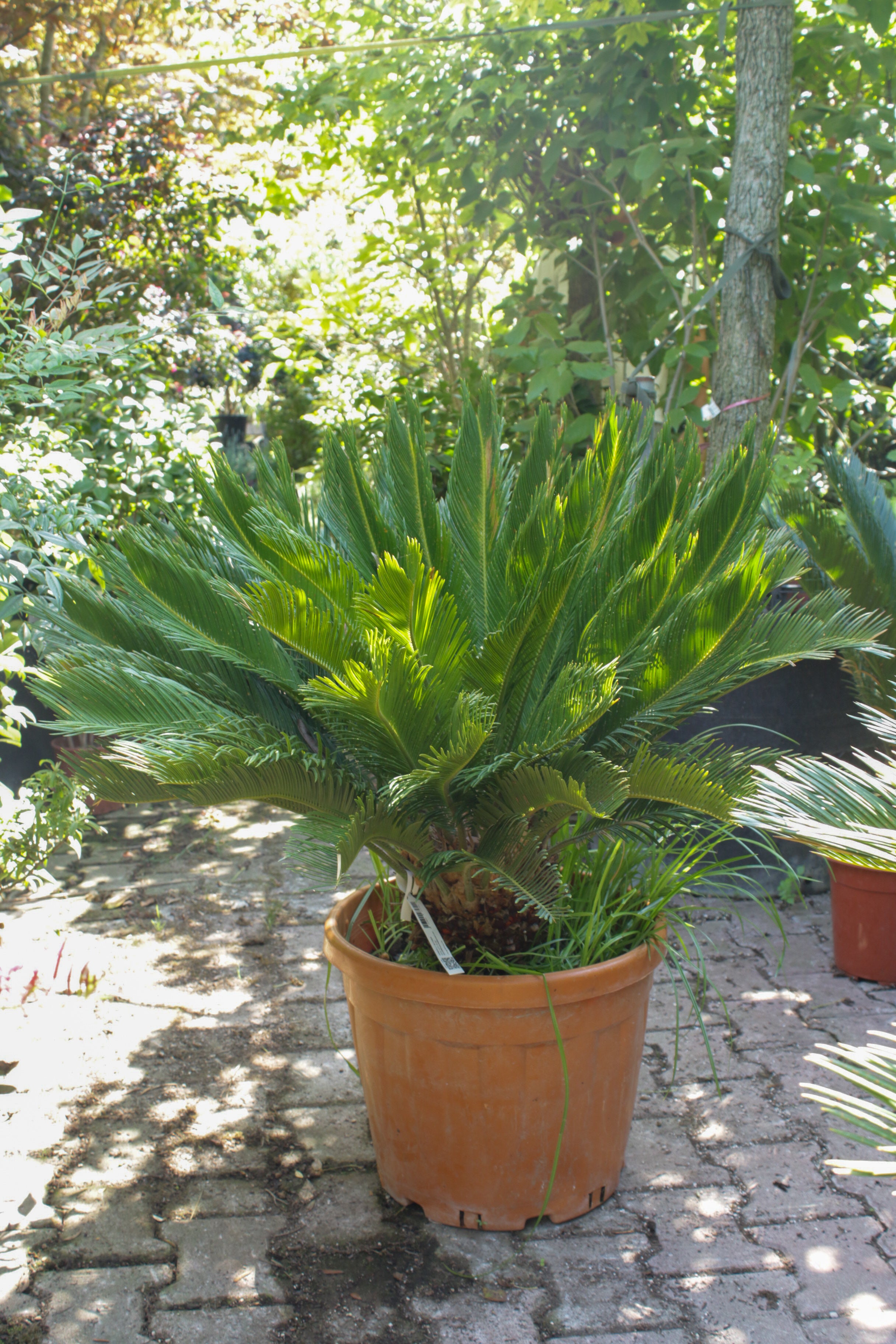 Cycas Palmiyesi (Sikas Palmiyesi)