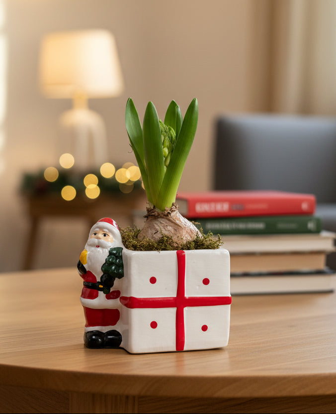 Noel Sümbül Aranjmanı (Tekli)