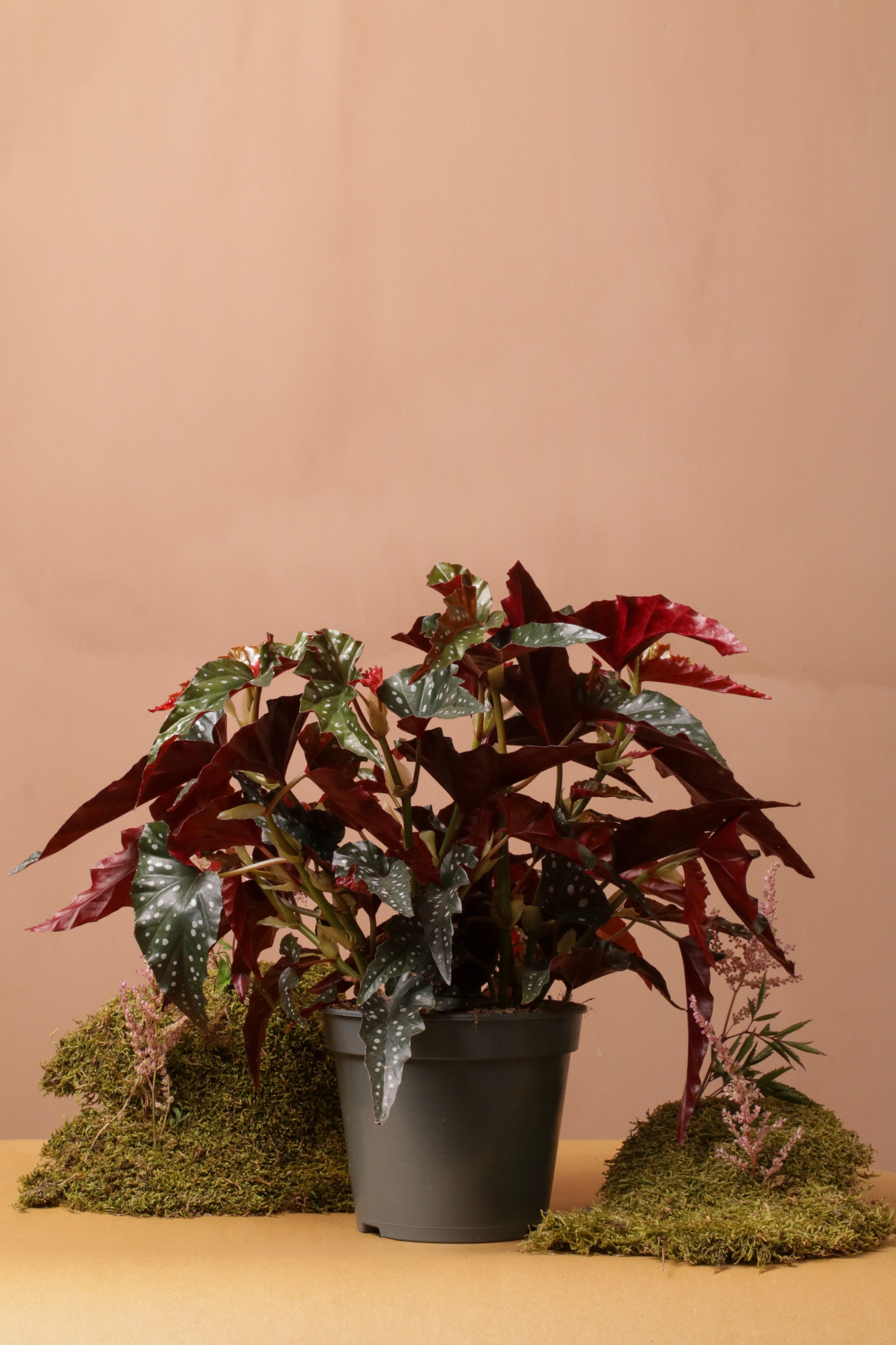 Black Forrest