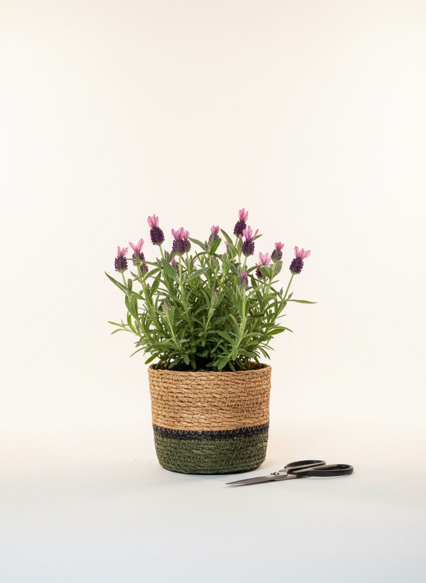 Lavanta (Hasır Sepetli)