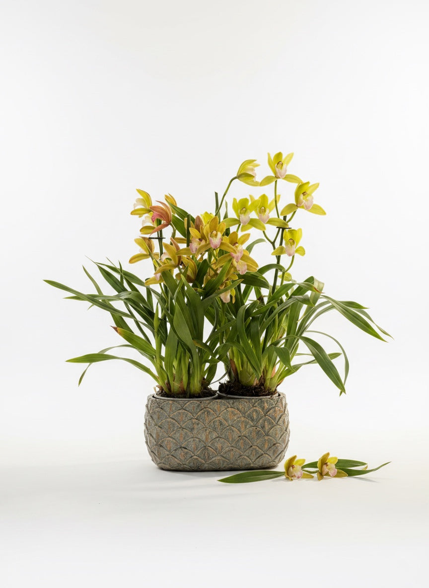 Cymbidium Orchid (Saksılı Aranjman)