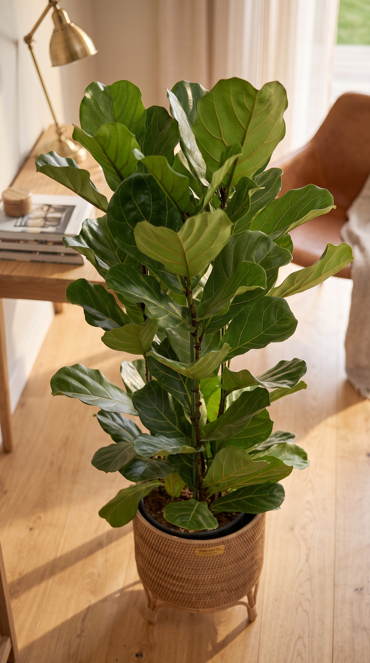 Fiko 170cm (Ficus Lyrata 3 Gövde)