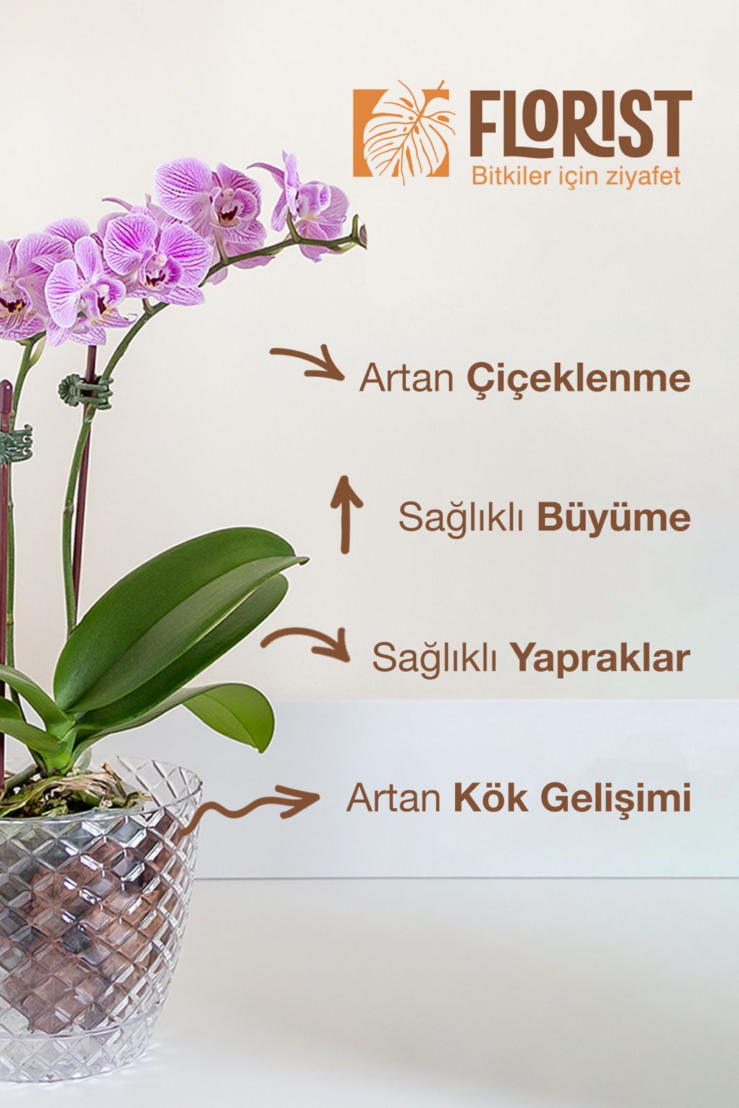 Orkide Besini