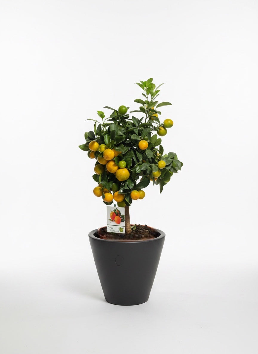 Calamondin L Coal Çömlek Saksılı
