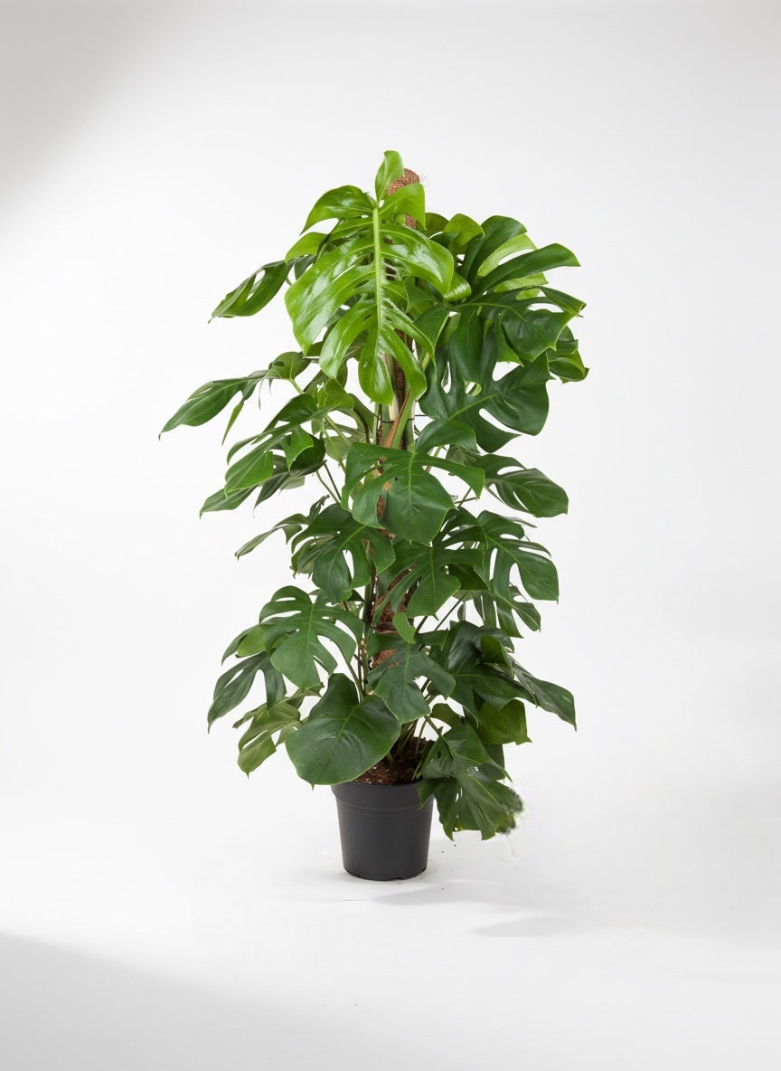 Monstera Yosun Çubuklu