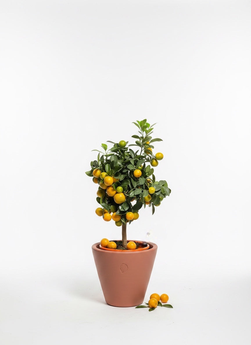 Calamondin L Sunset Çömlek Saksılı