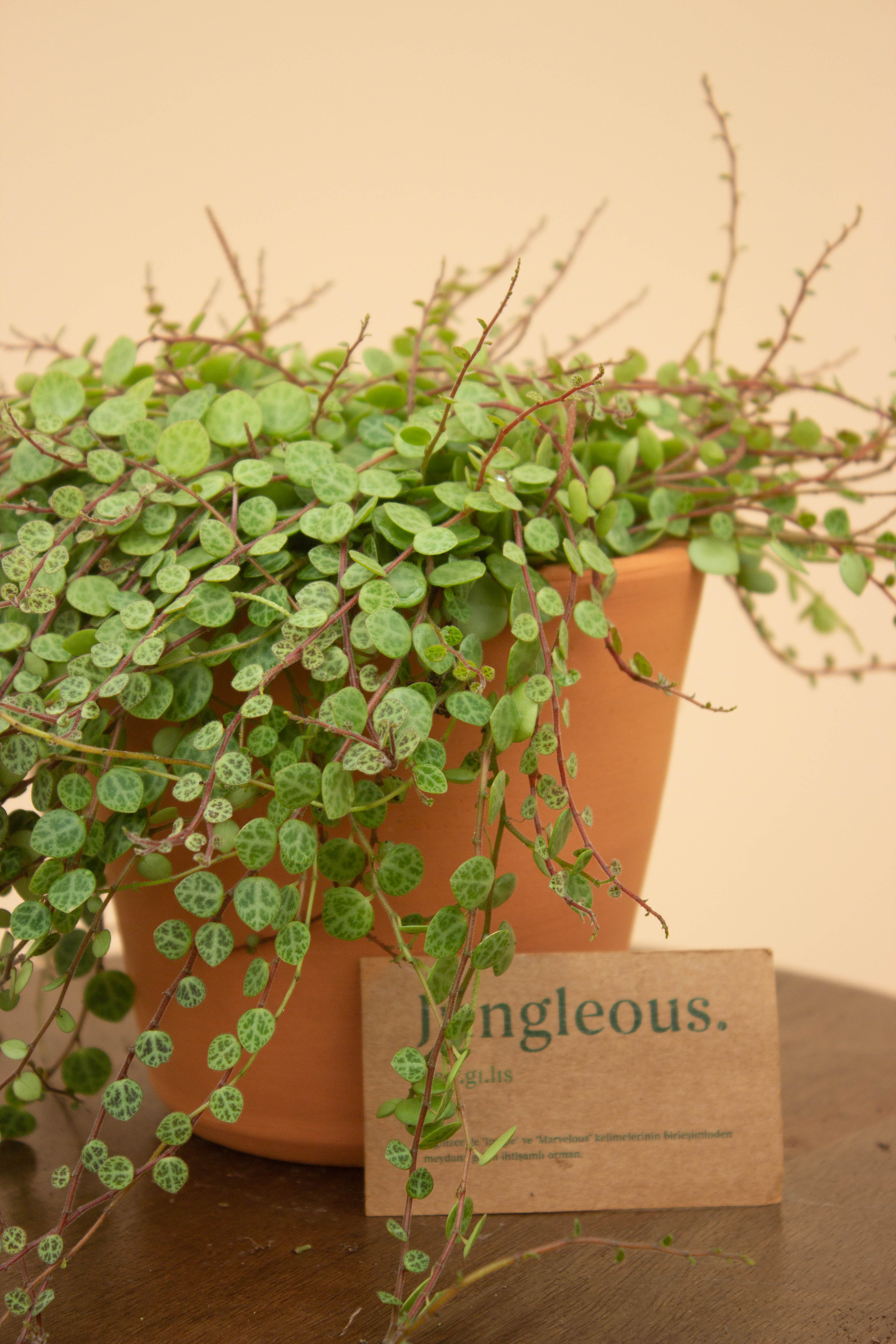 Turtle Clay Çömlek Saksılı