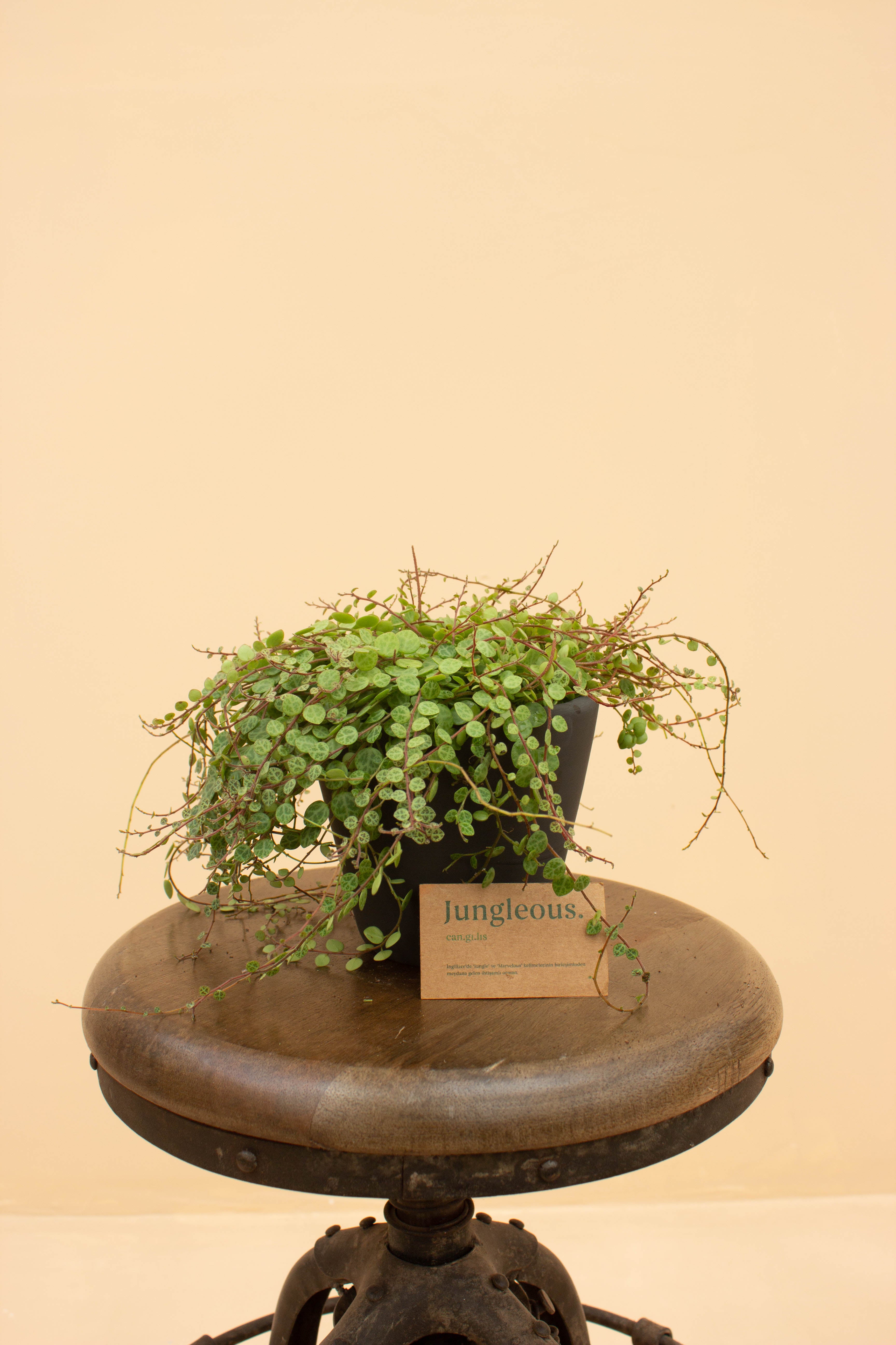 Turtle Coal Çömlek Saksılı