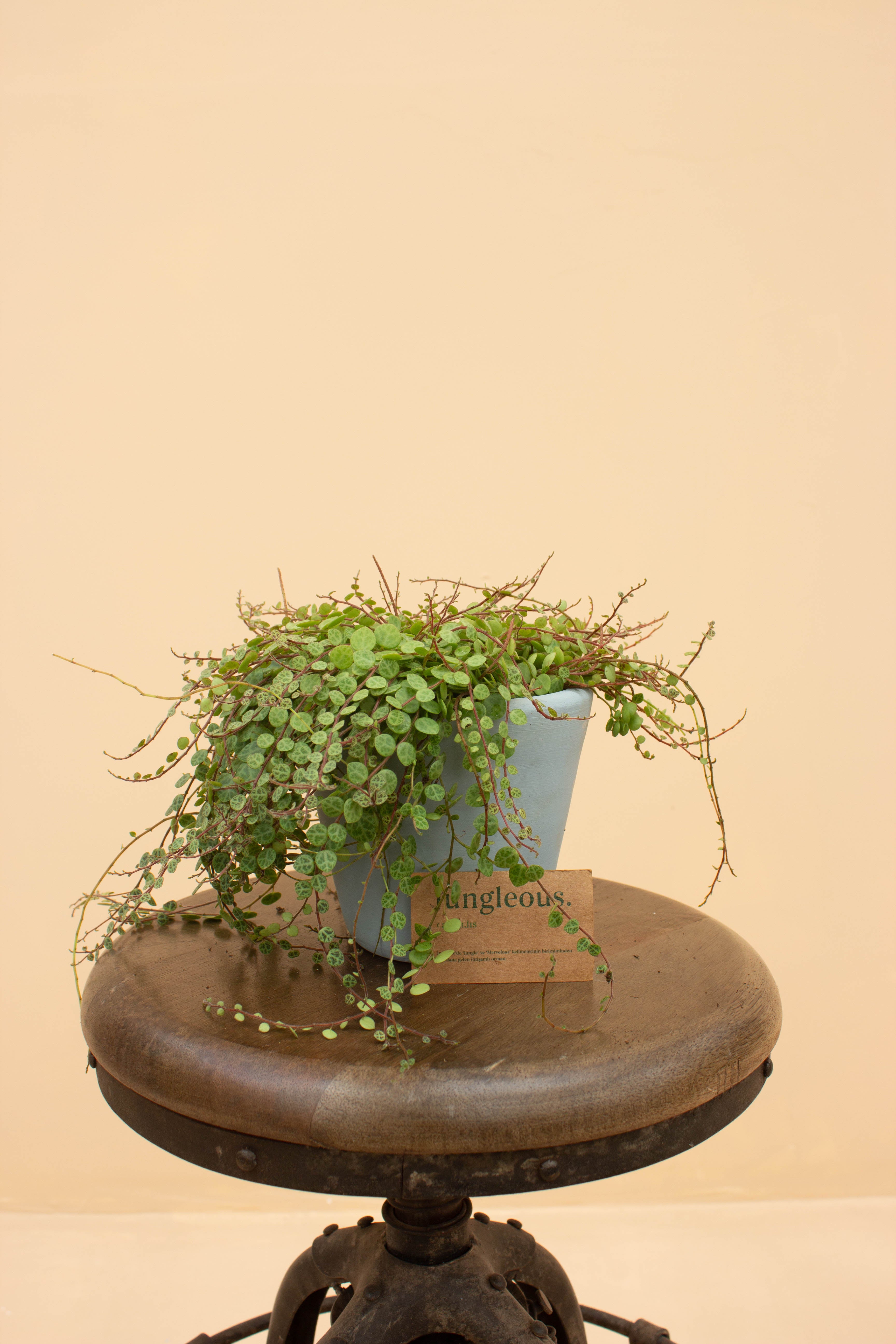 Turtle Sky Çömlek Saksılı