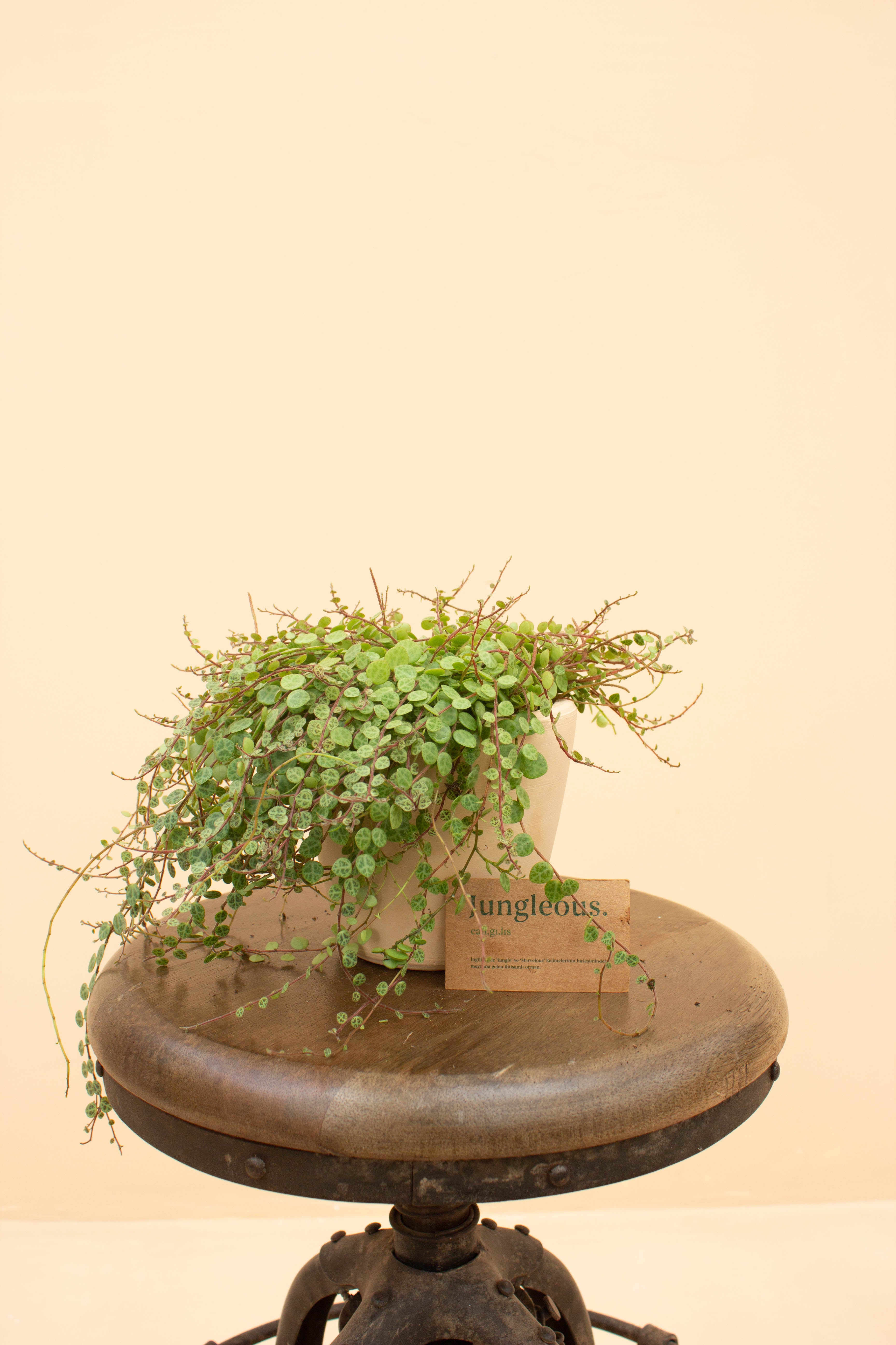 Turtle Sahara Çömlek Saksılı