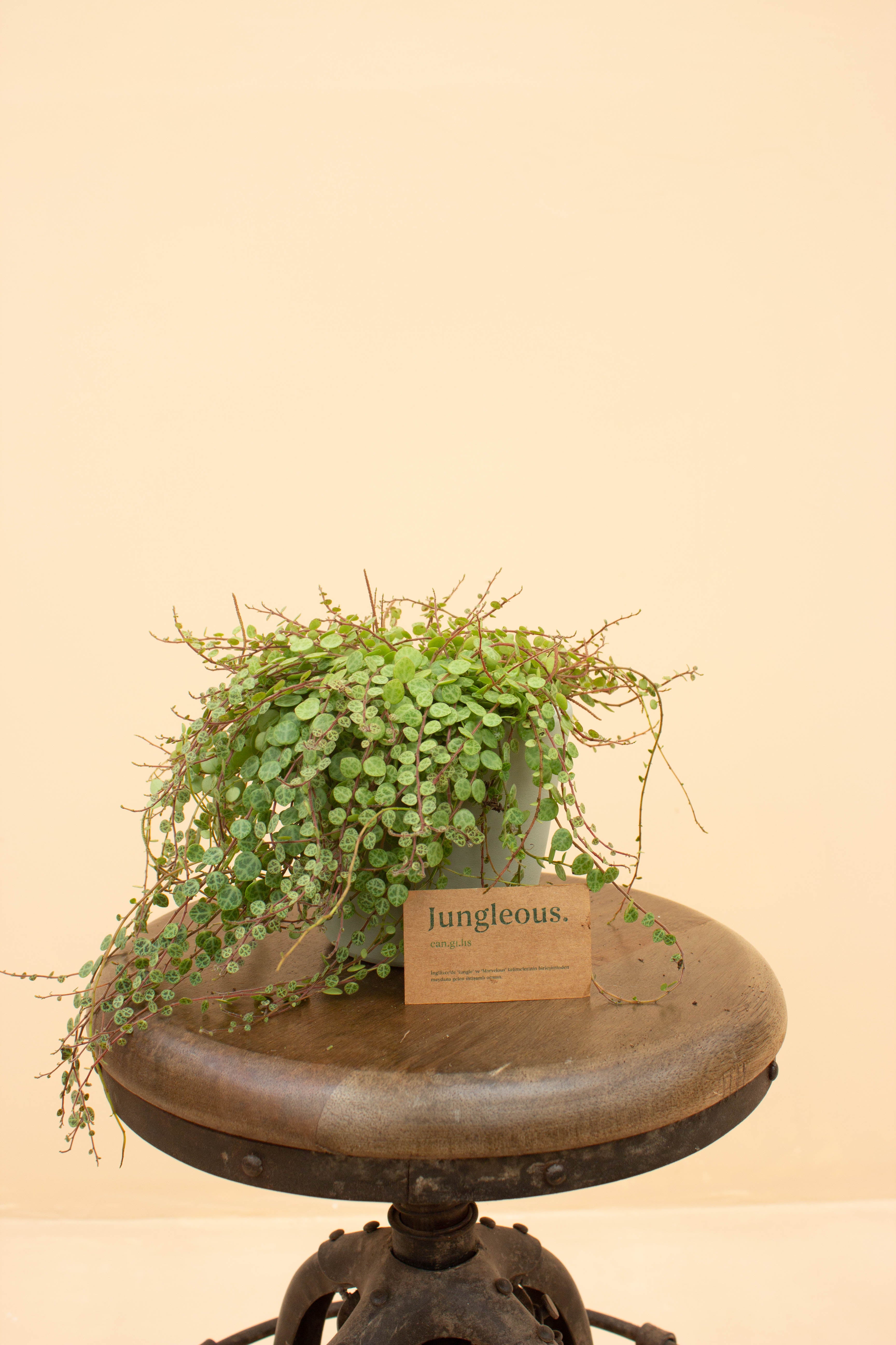 Turtle Mint Çömlek Saksılı