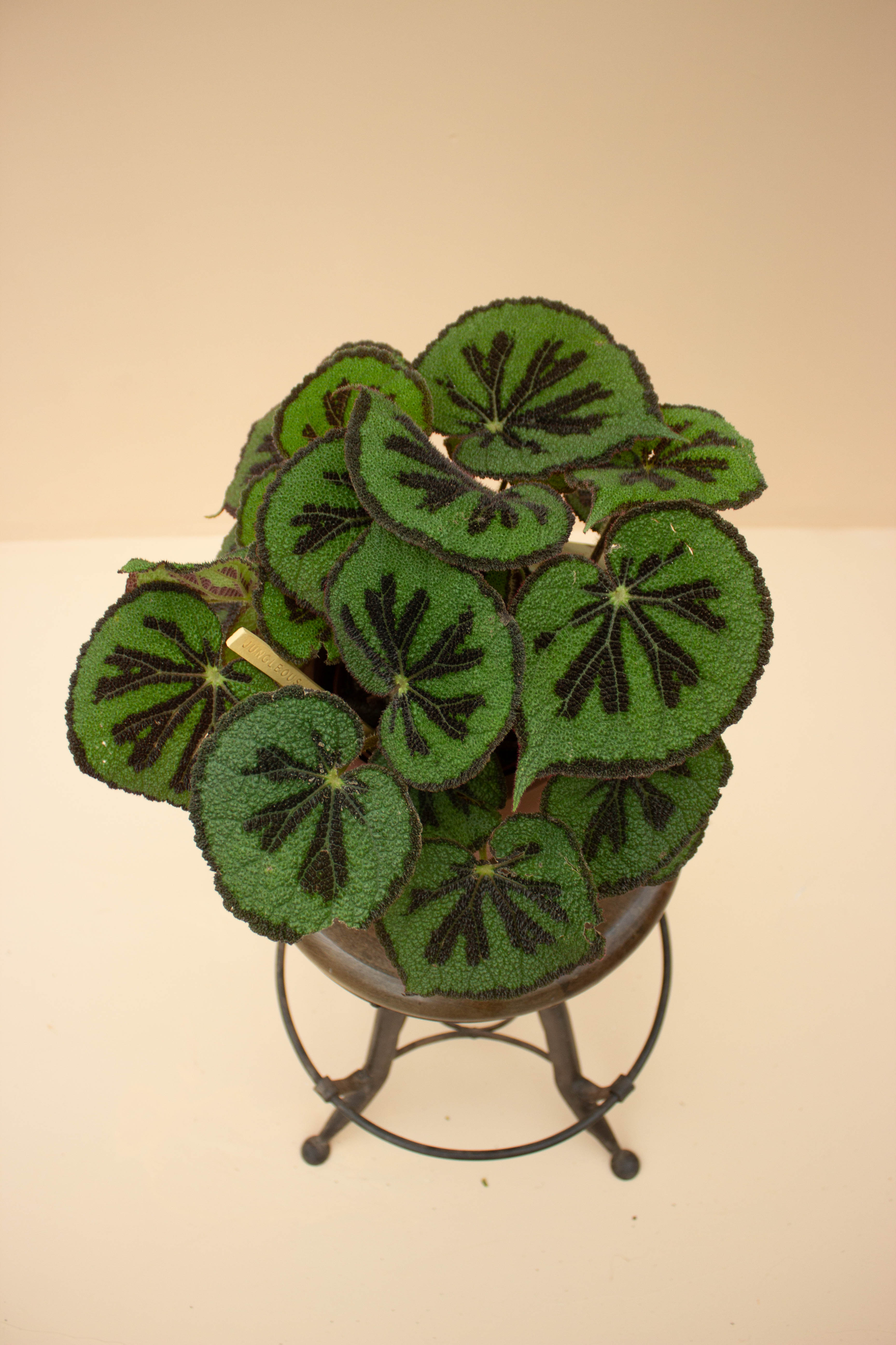 Begonia - Jungleous