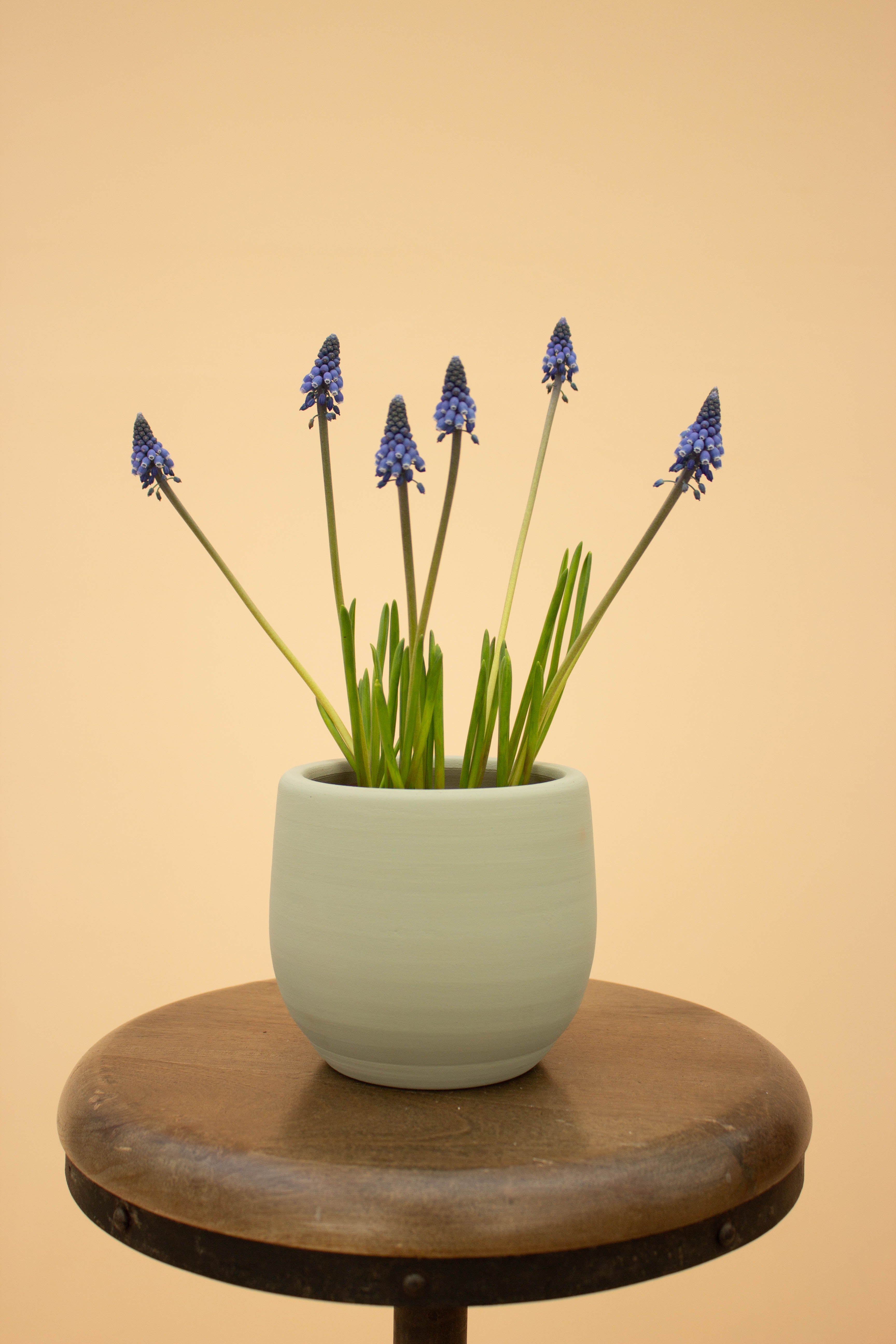 Muscari