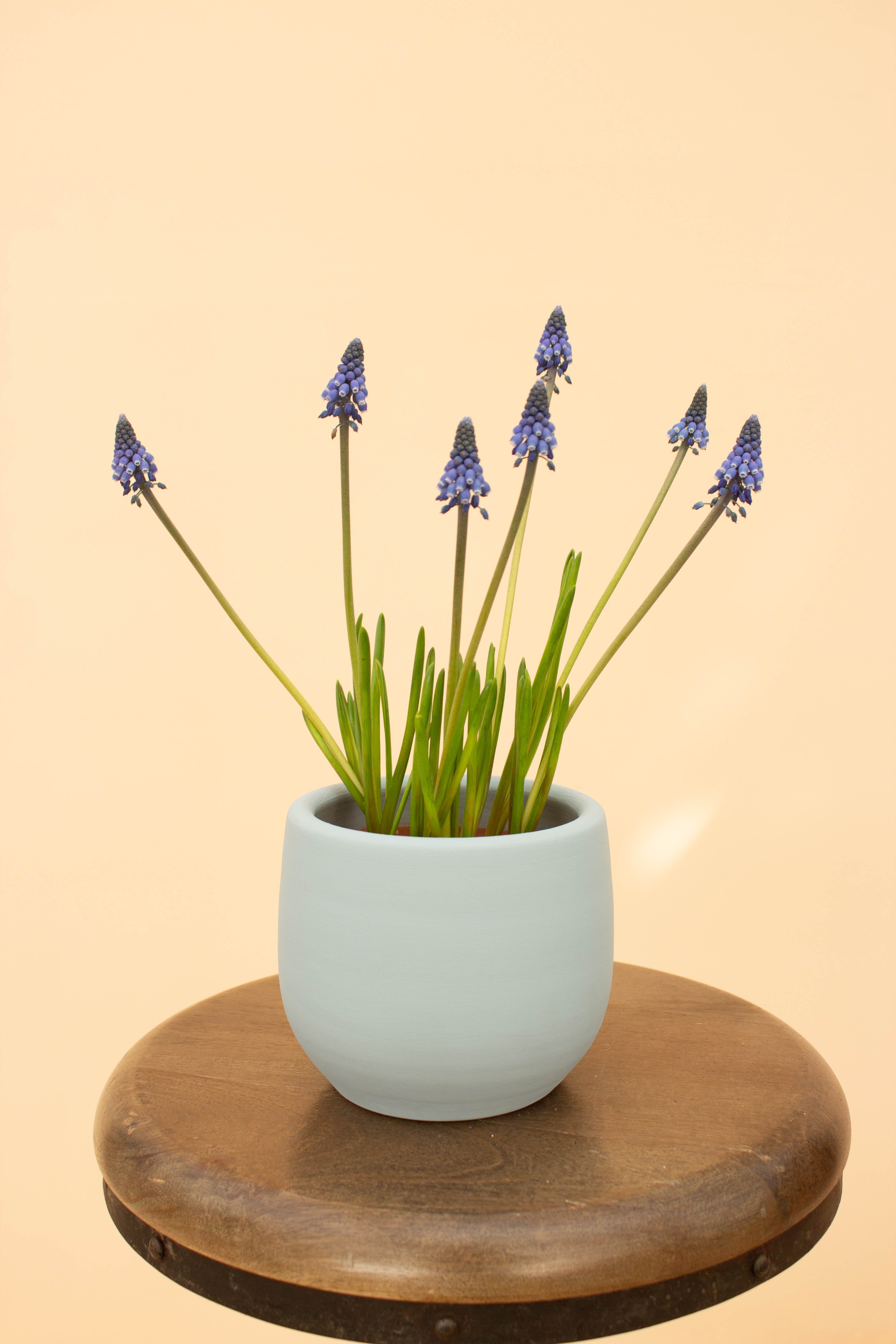 Muscari