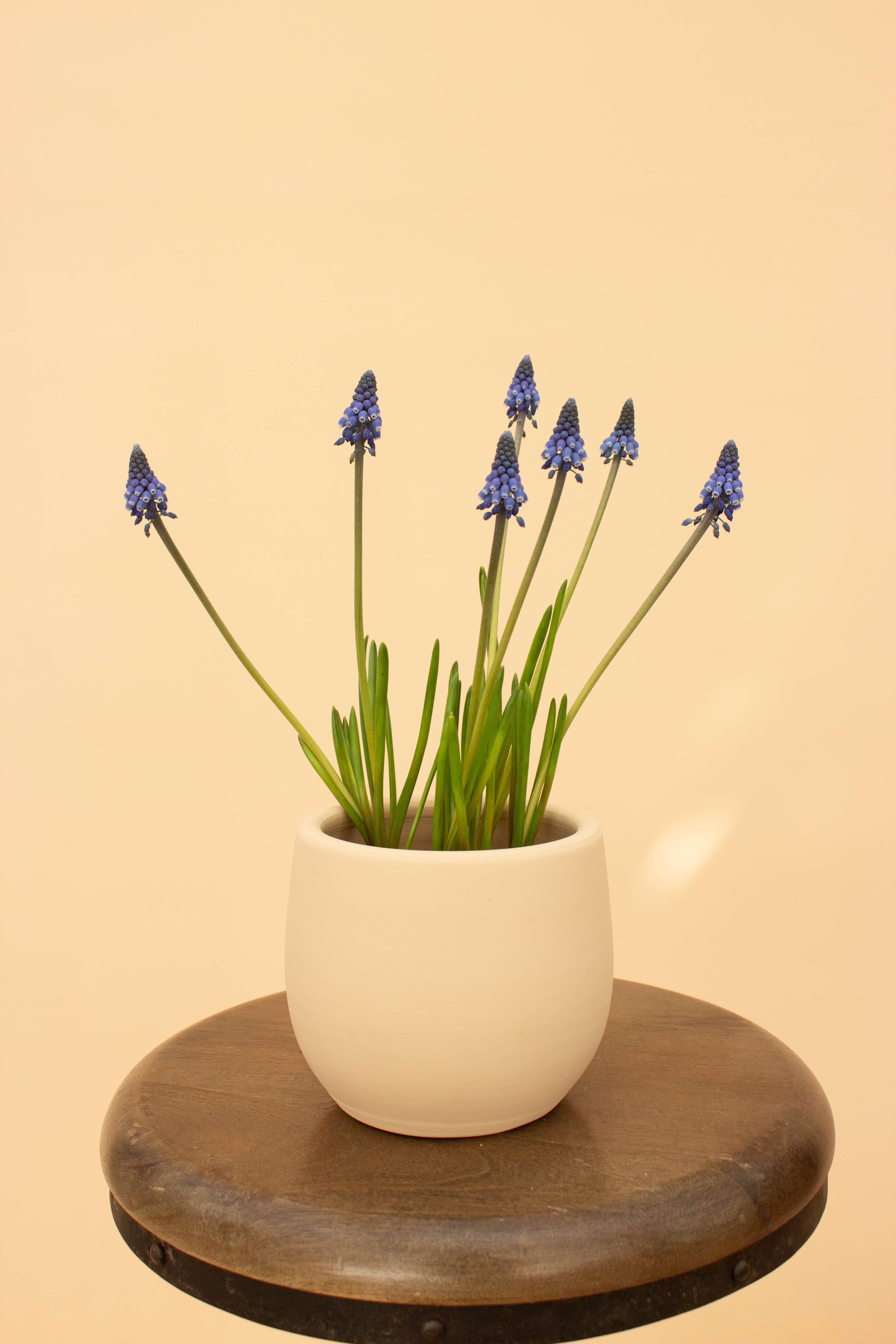 Muscari