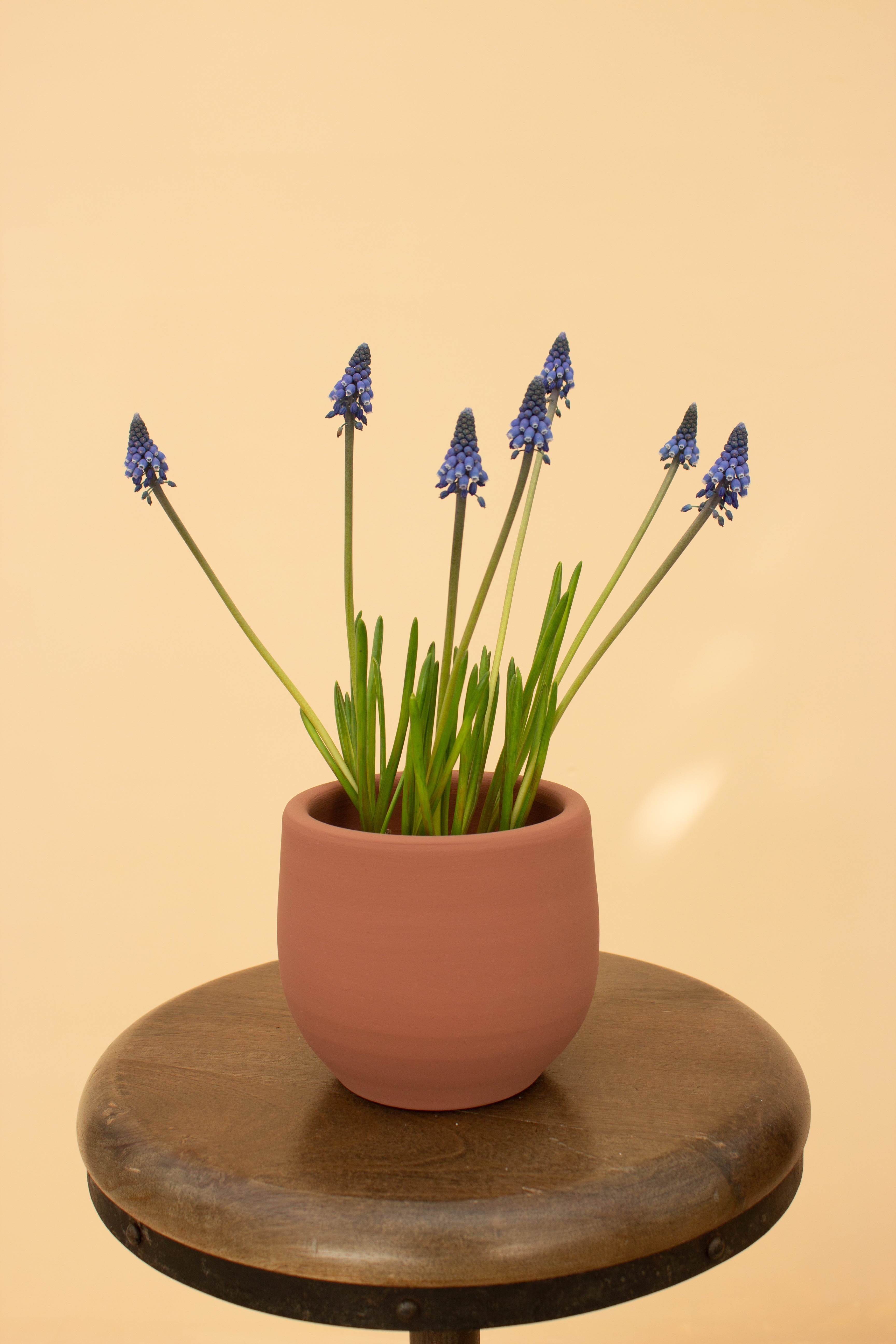 Muscari