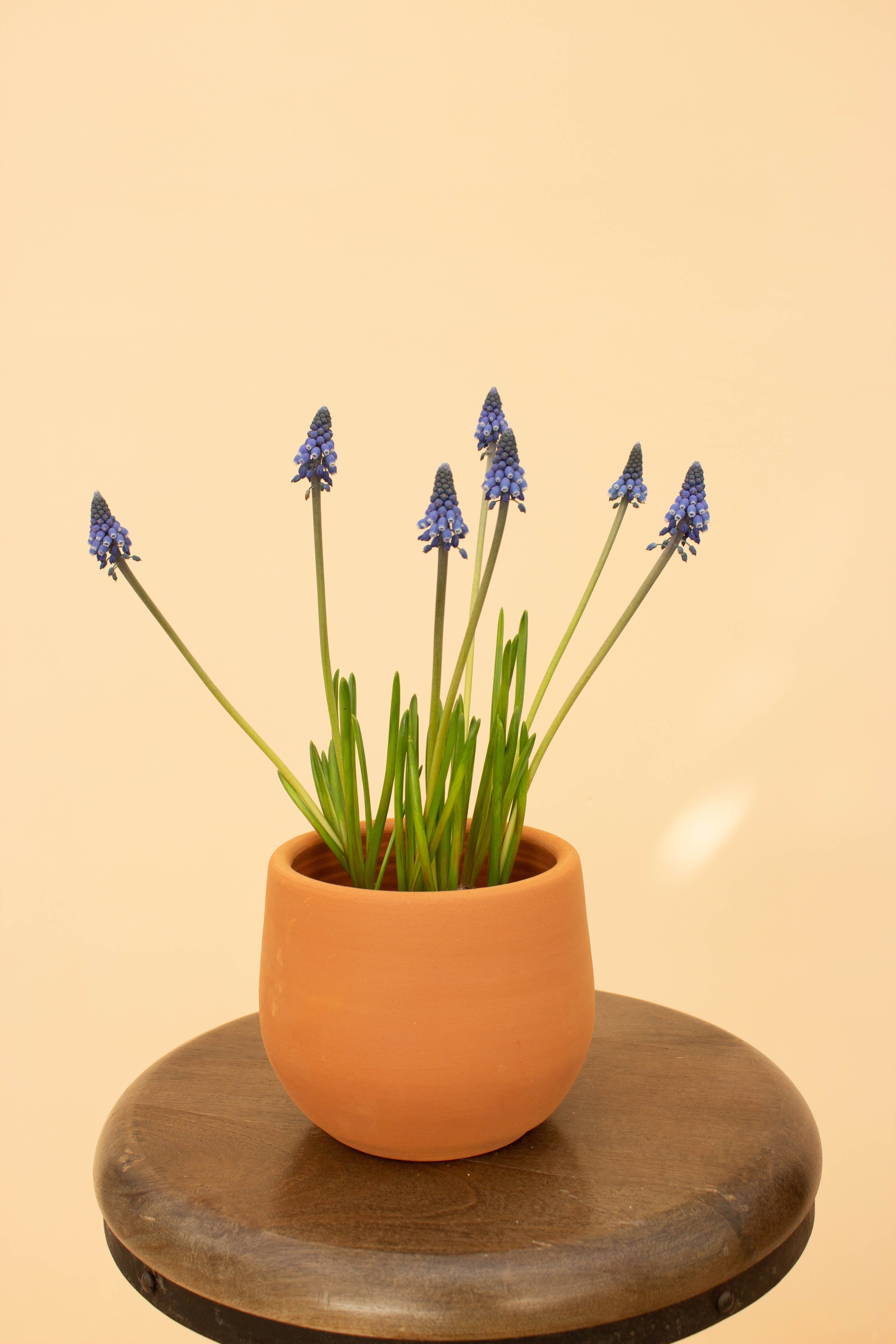 Muscari