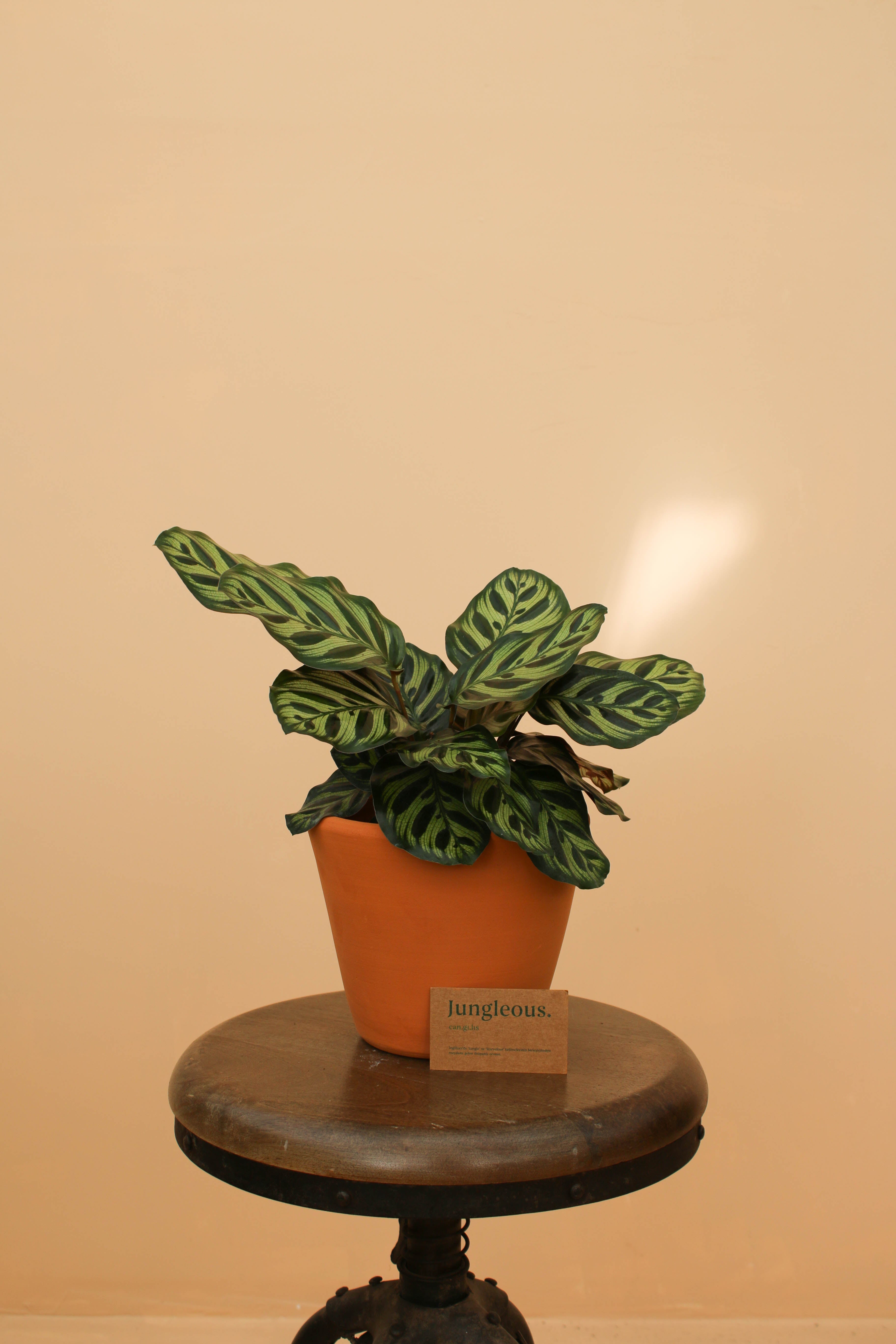 Peacock Jr - Jungleous