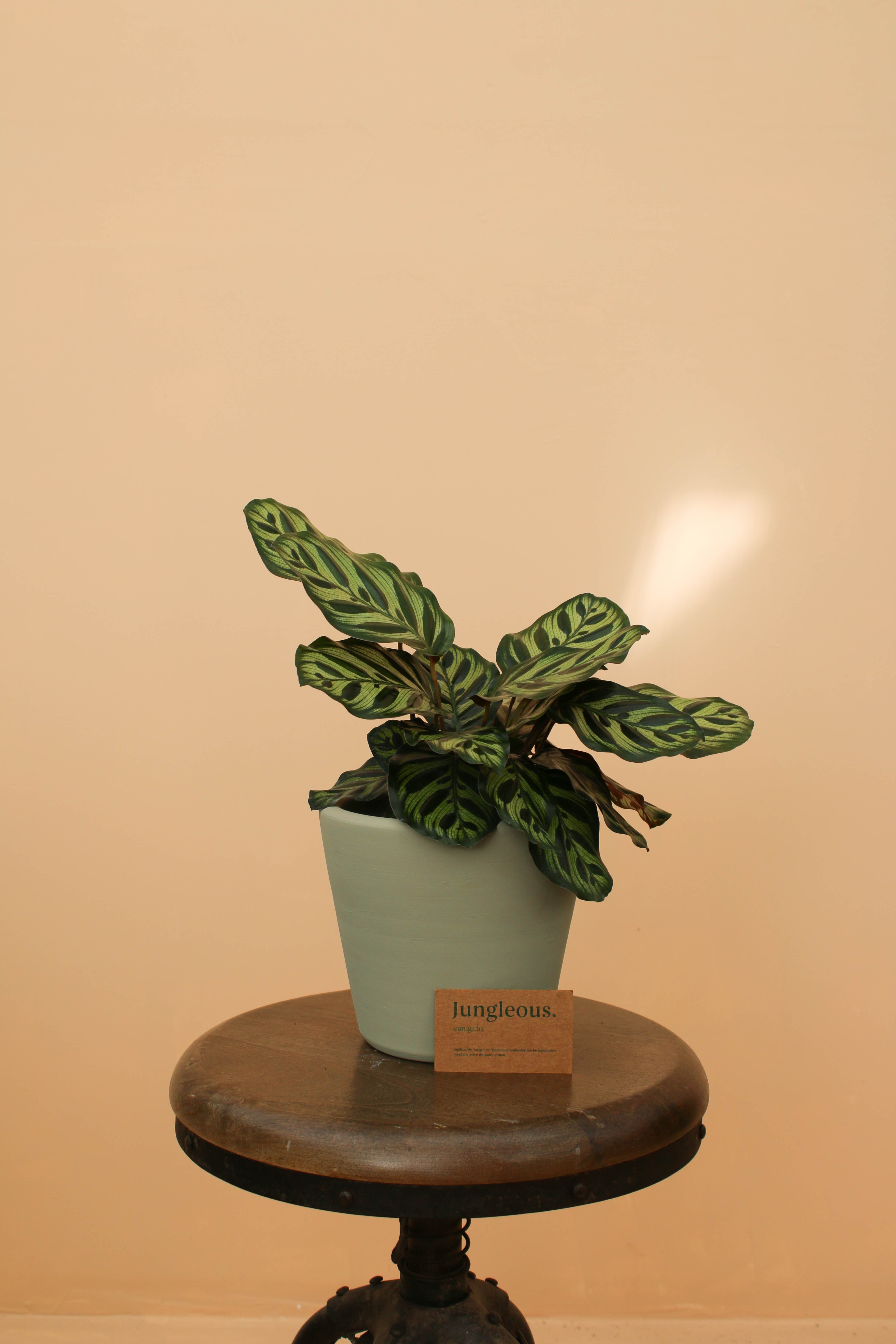 Peacock Jr - Jungleous