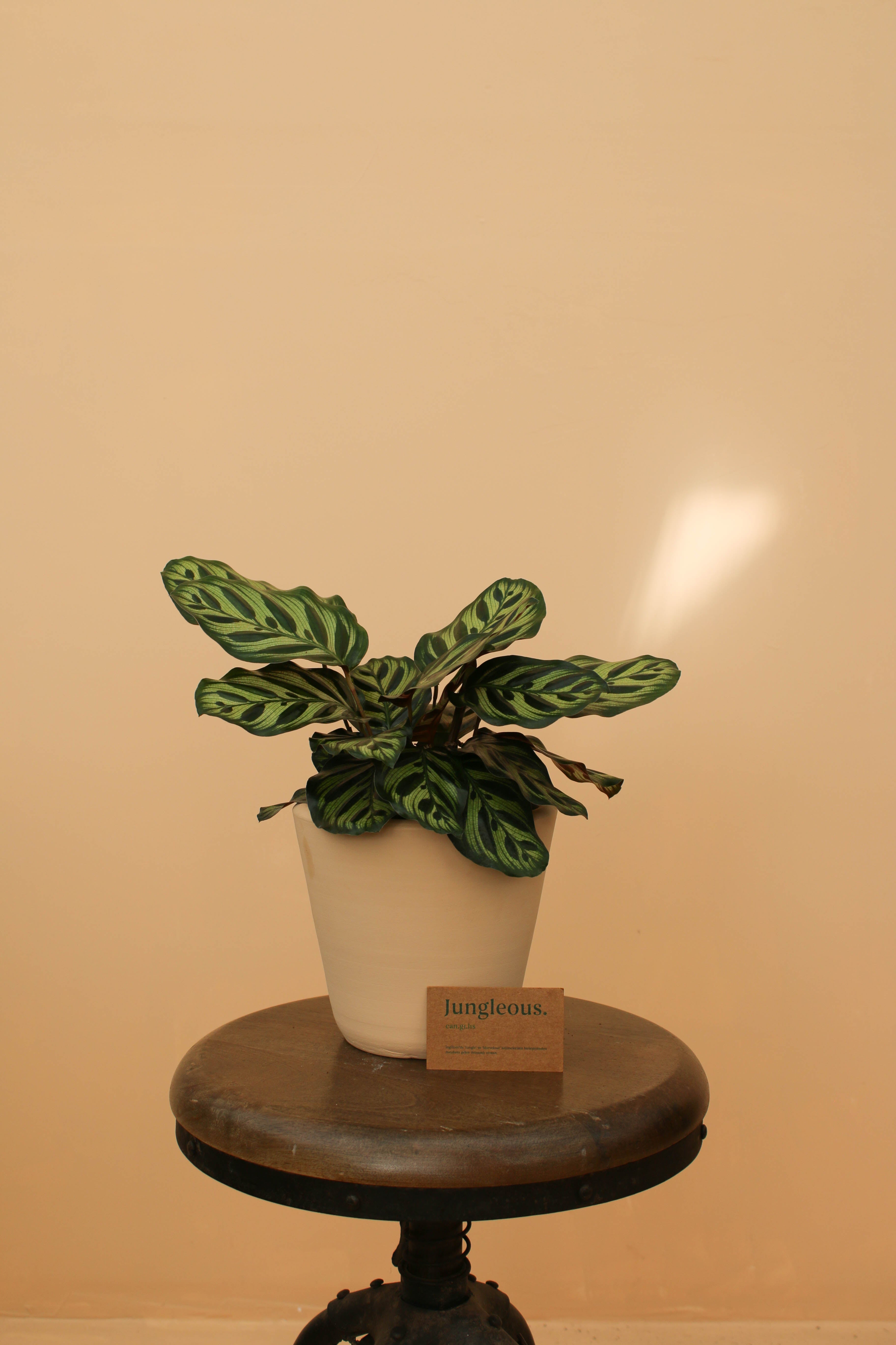 Peacock Jr - Jungleous