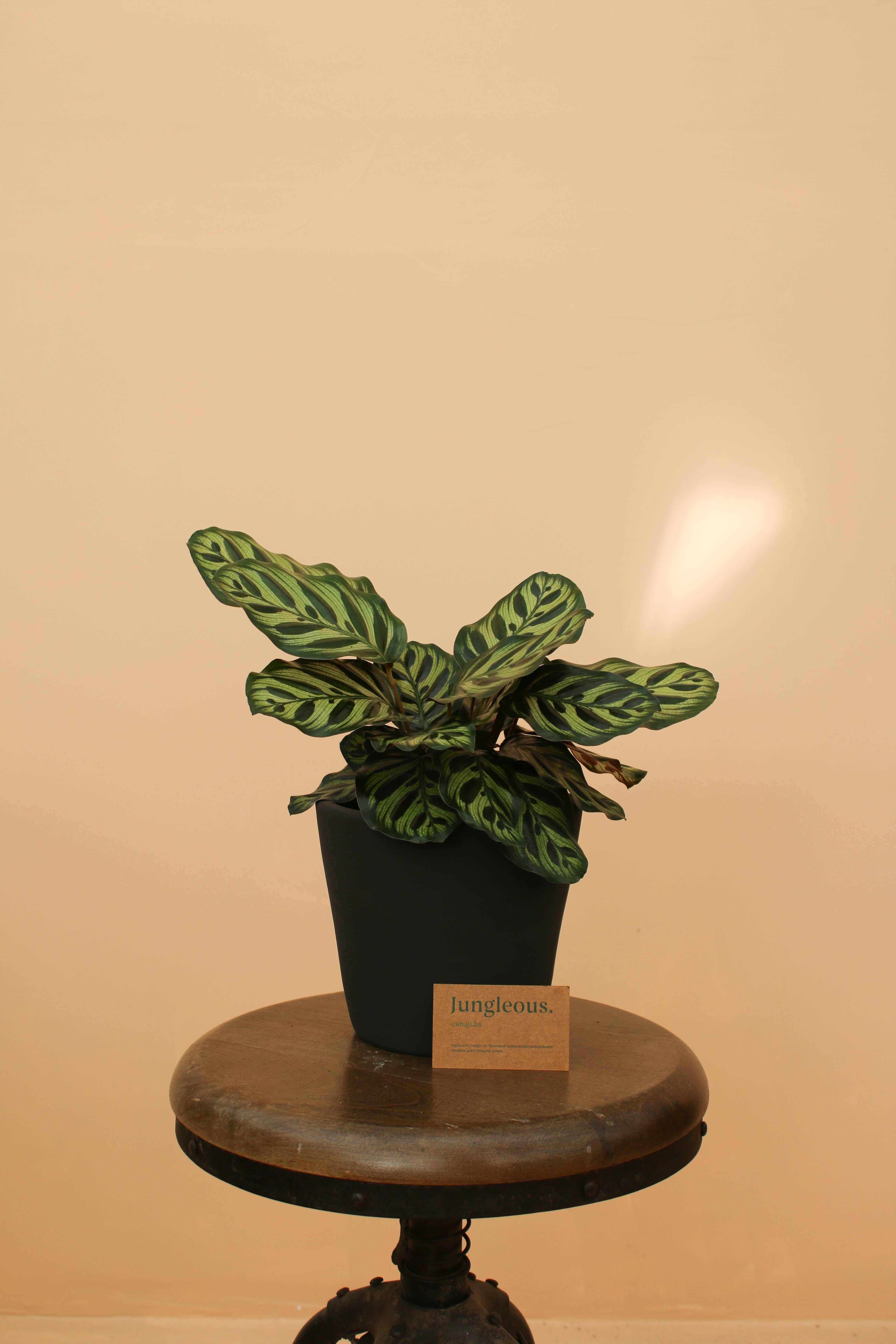 Peacock Jr - Jungleous