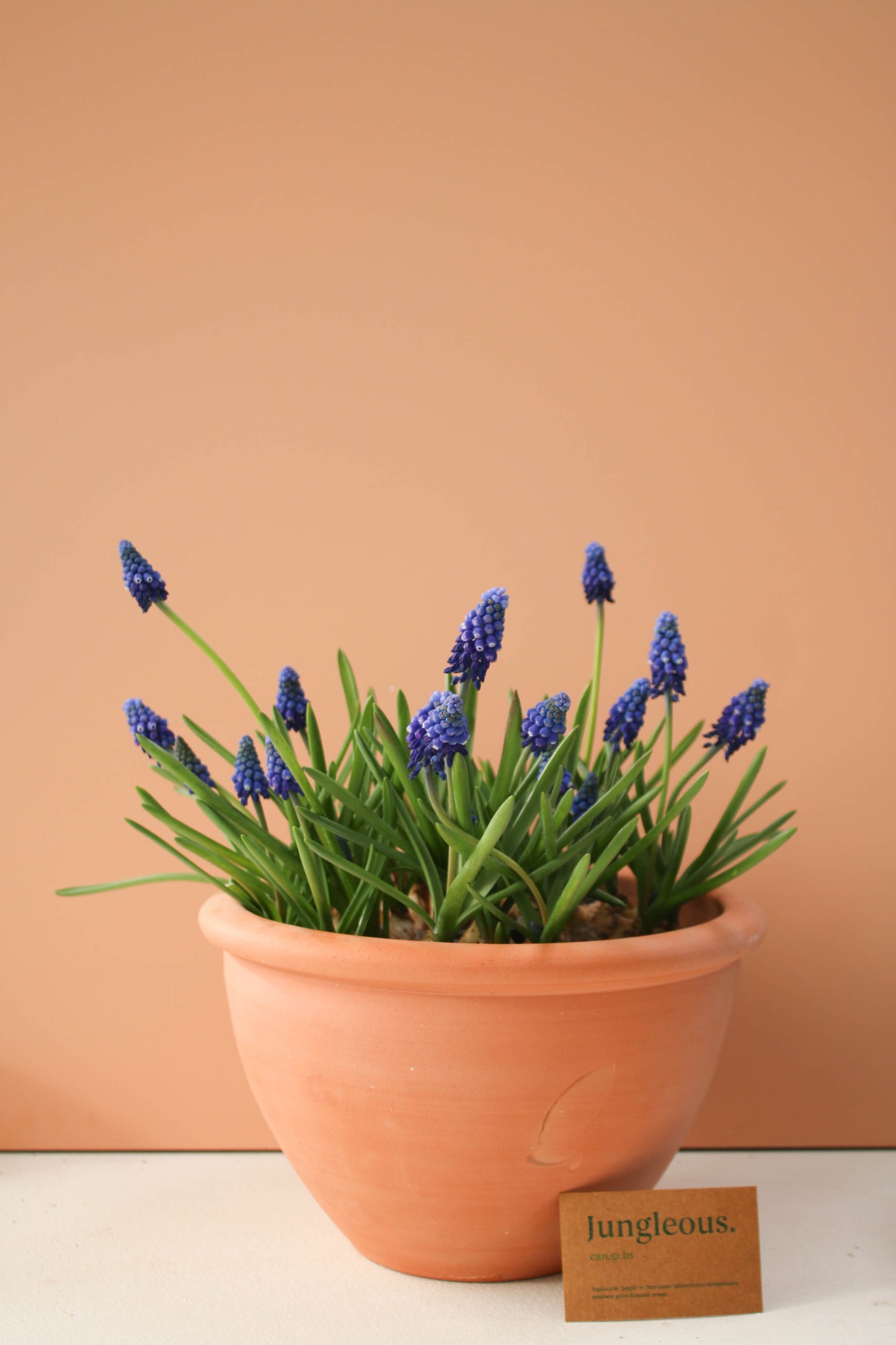 Cup of Muscari
