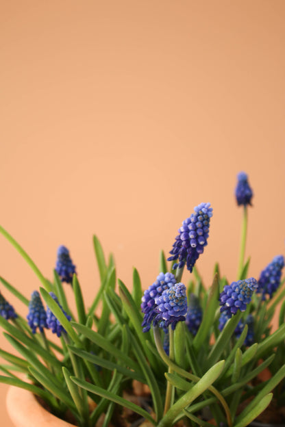 Cup of Muscari