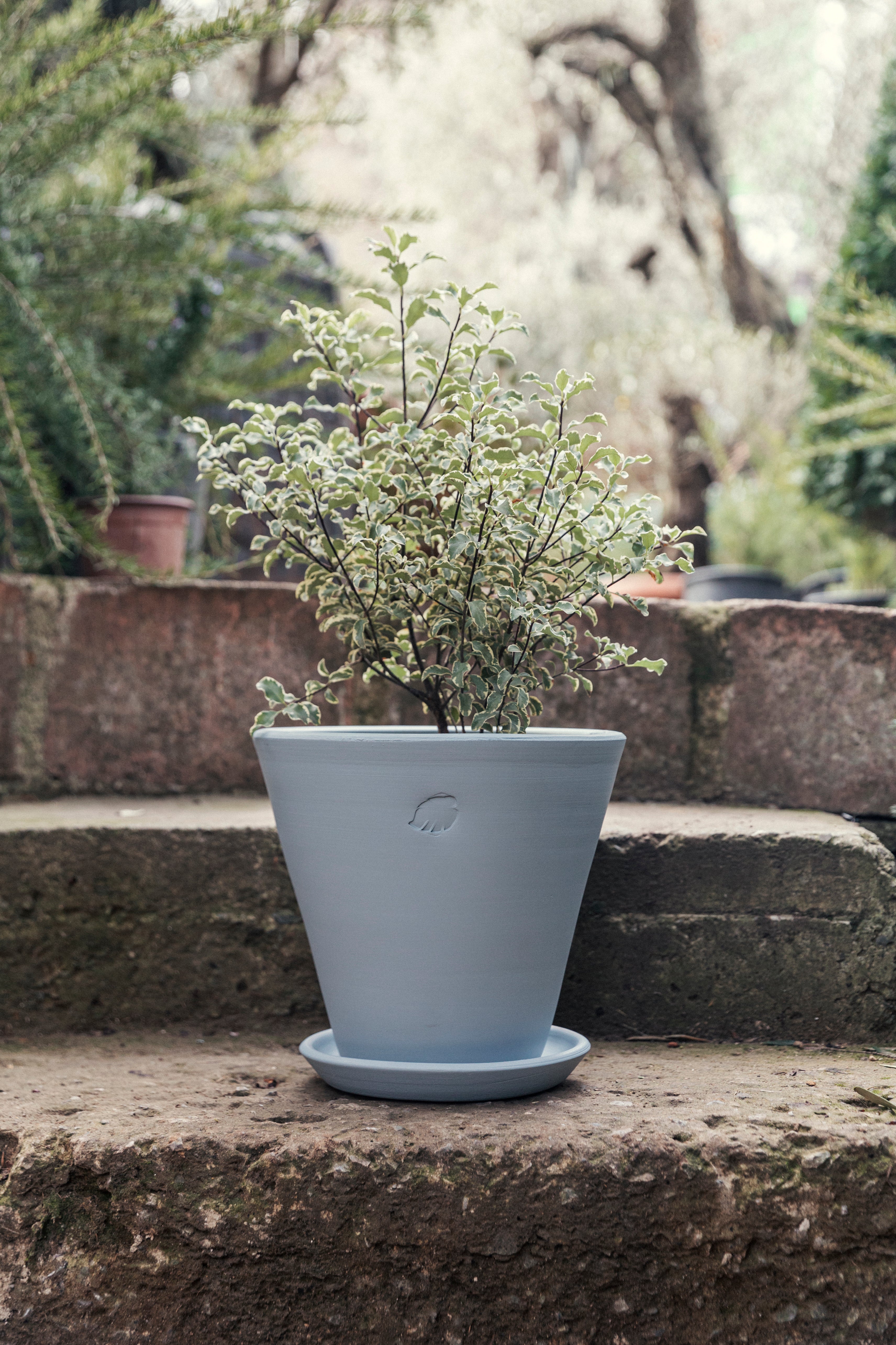 Sky Pot 26cm