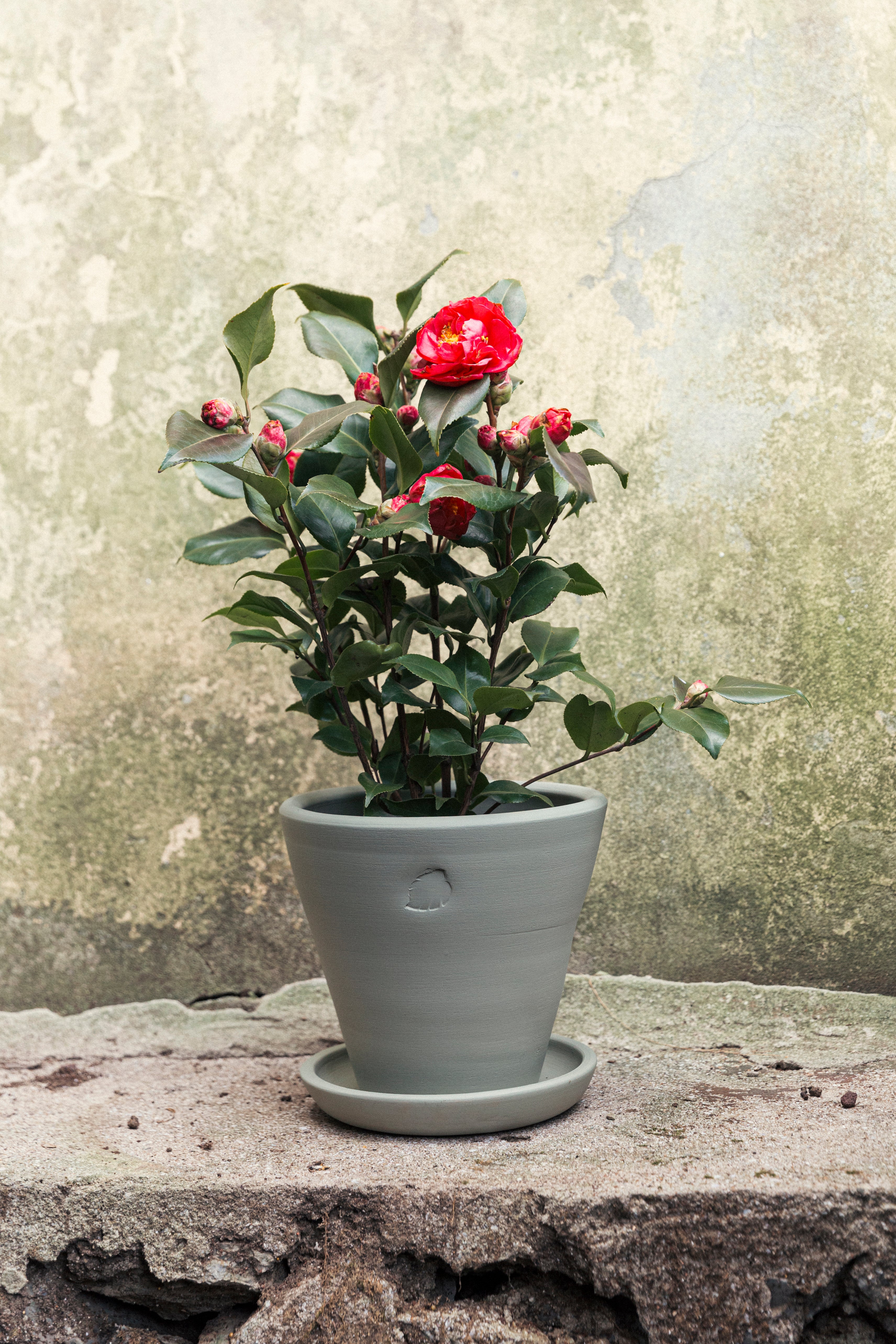 Mint Pot 22cm