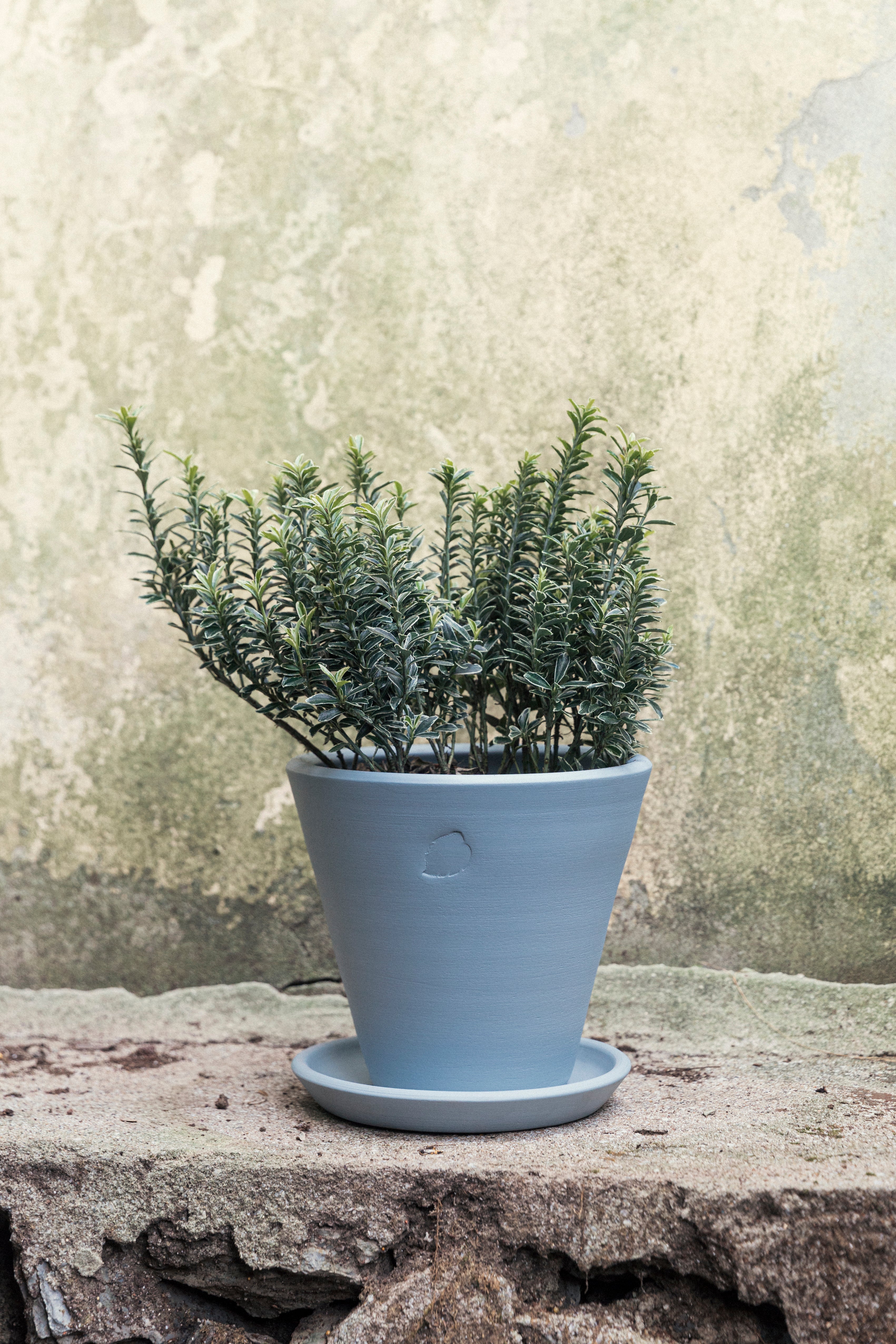 Sky Pot 22cm