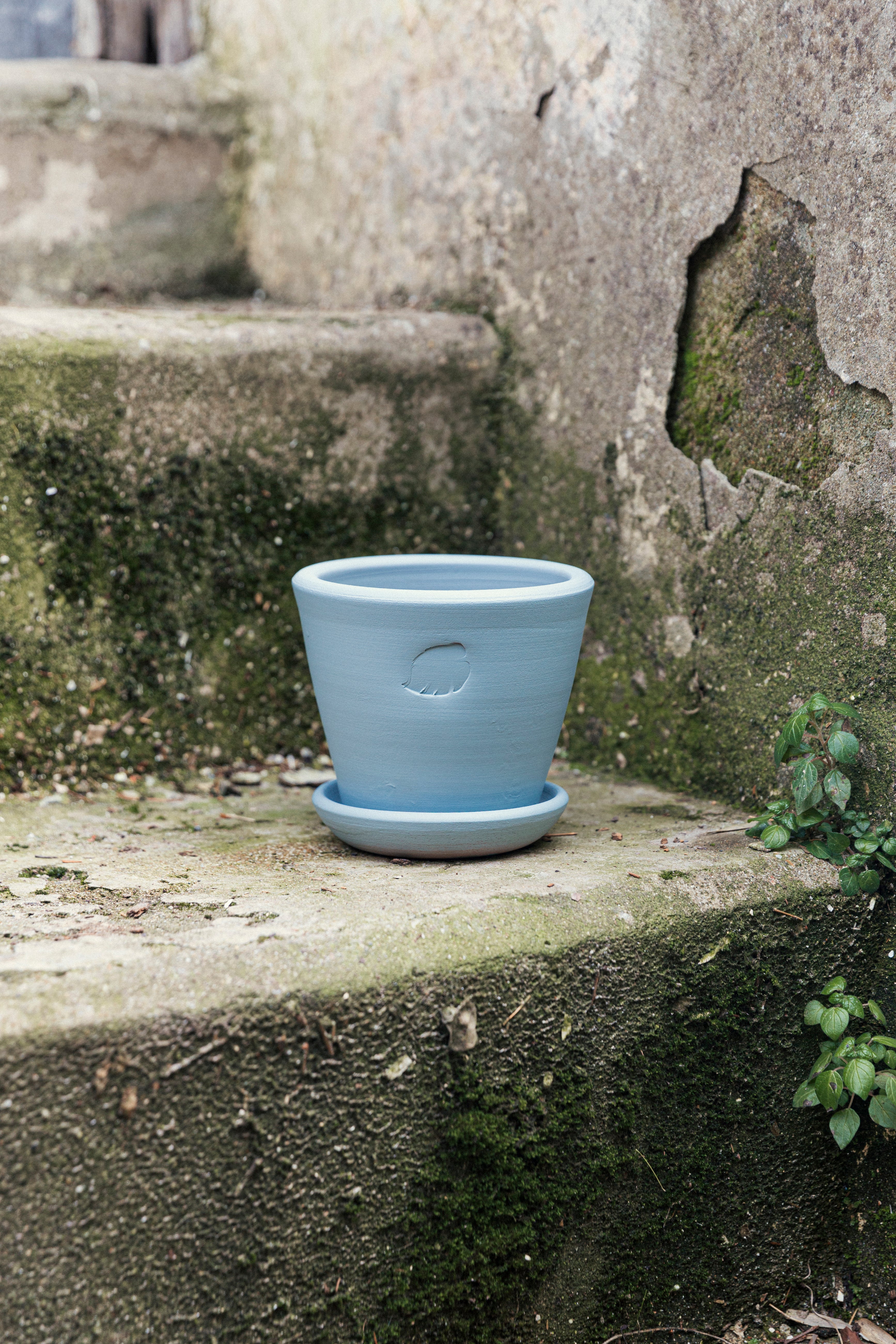 Sky Pot 14cm