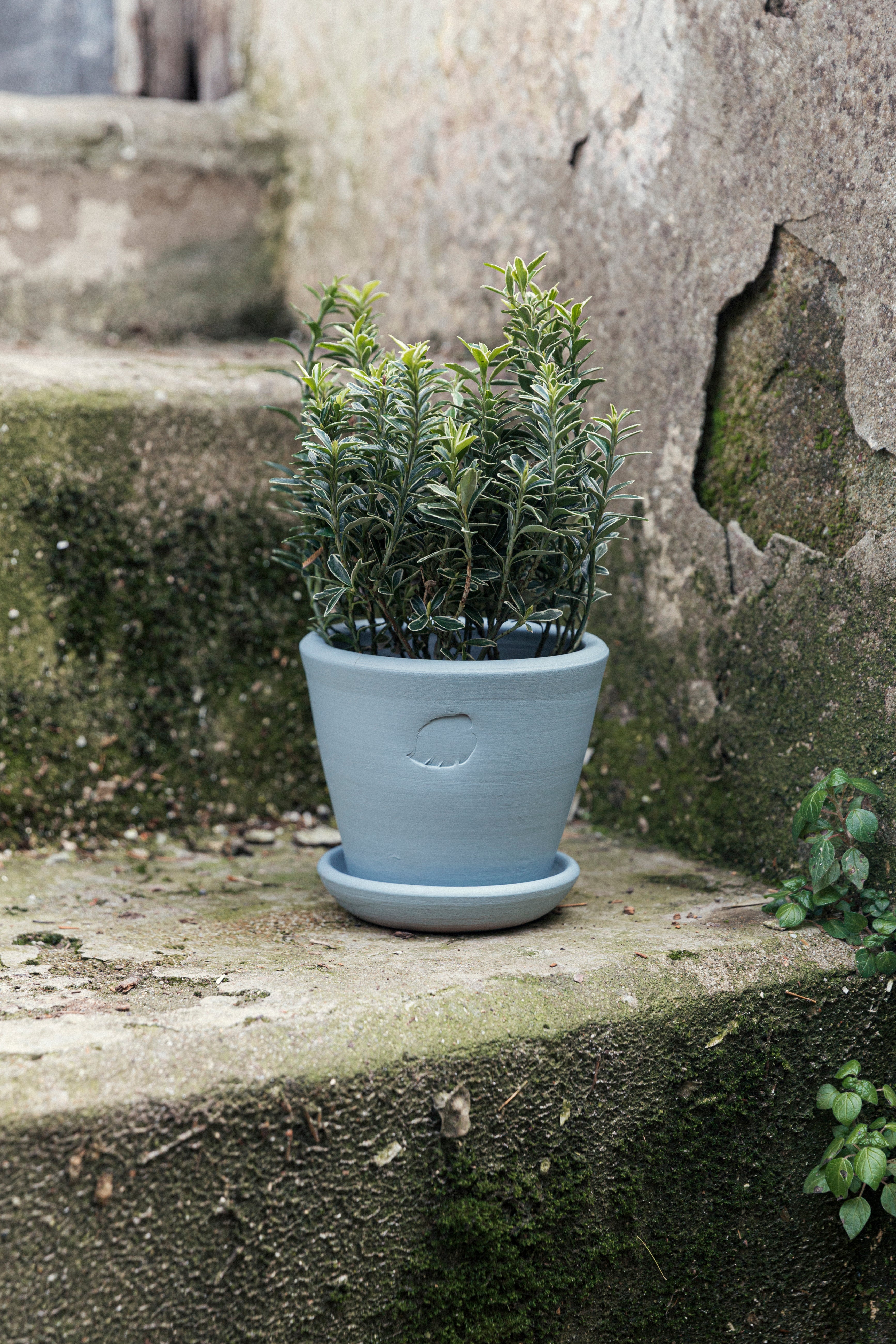 Sky Pot 14cm