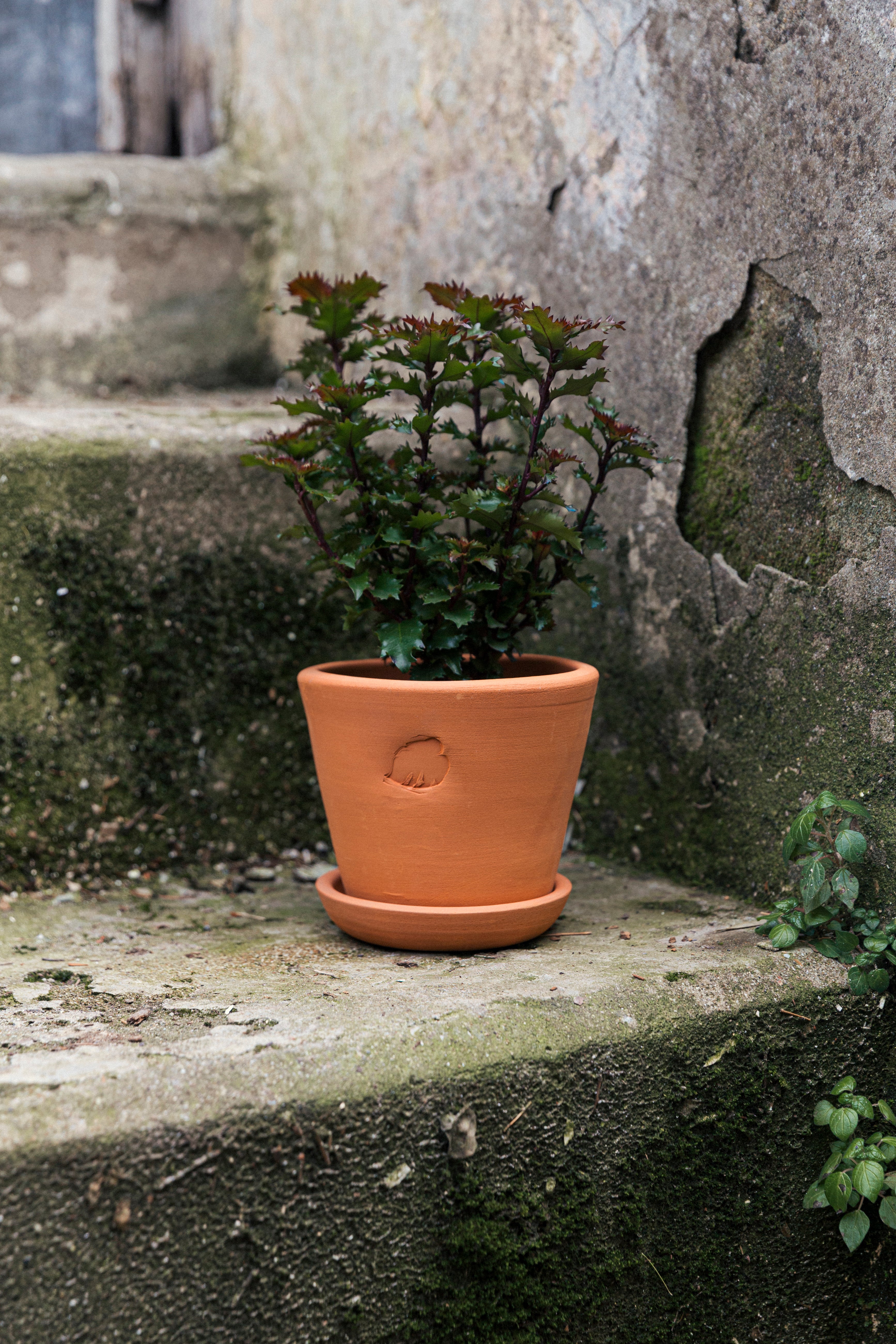 Clay Pot 14cm