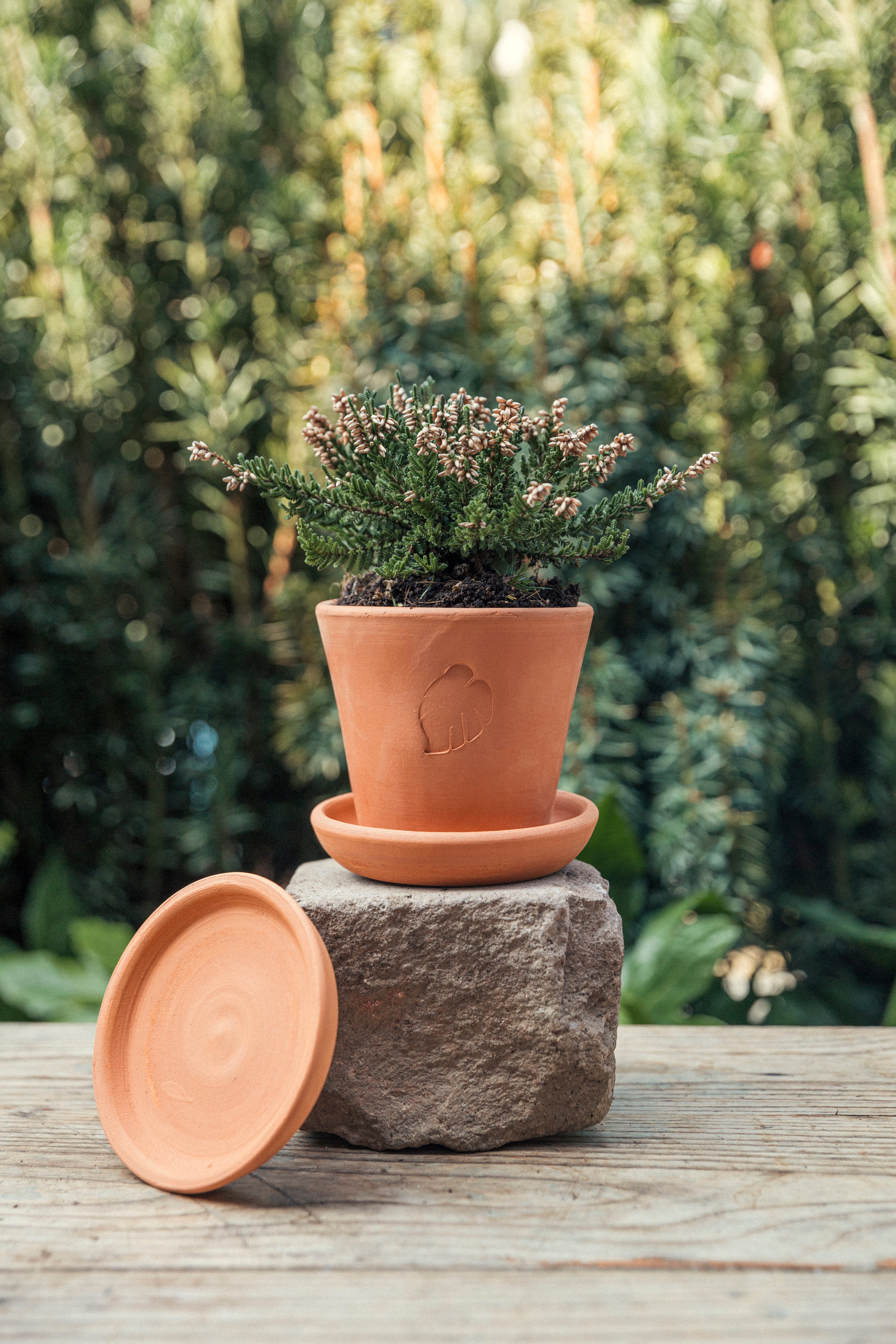 Clay Pot 10cm