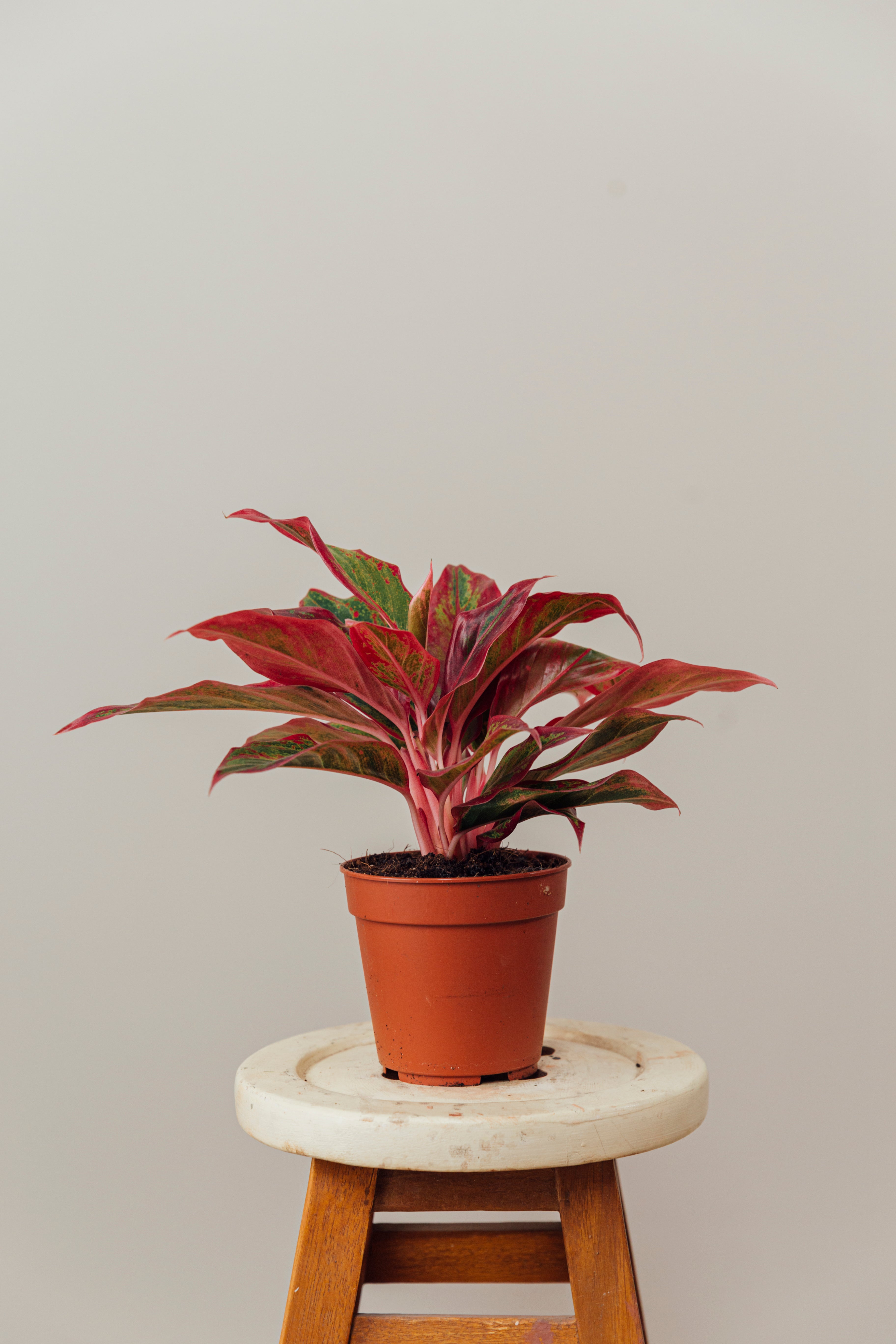 Aglaonema